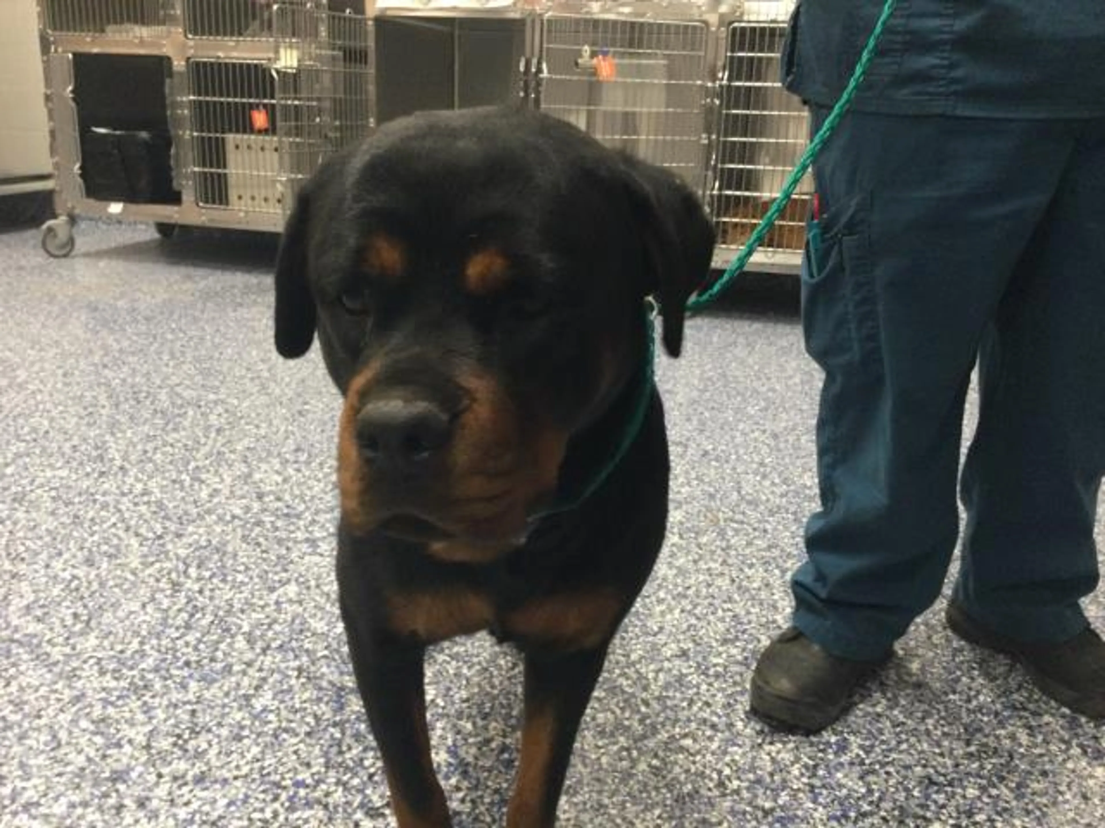 Found pet