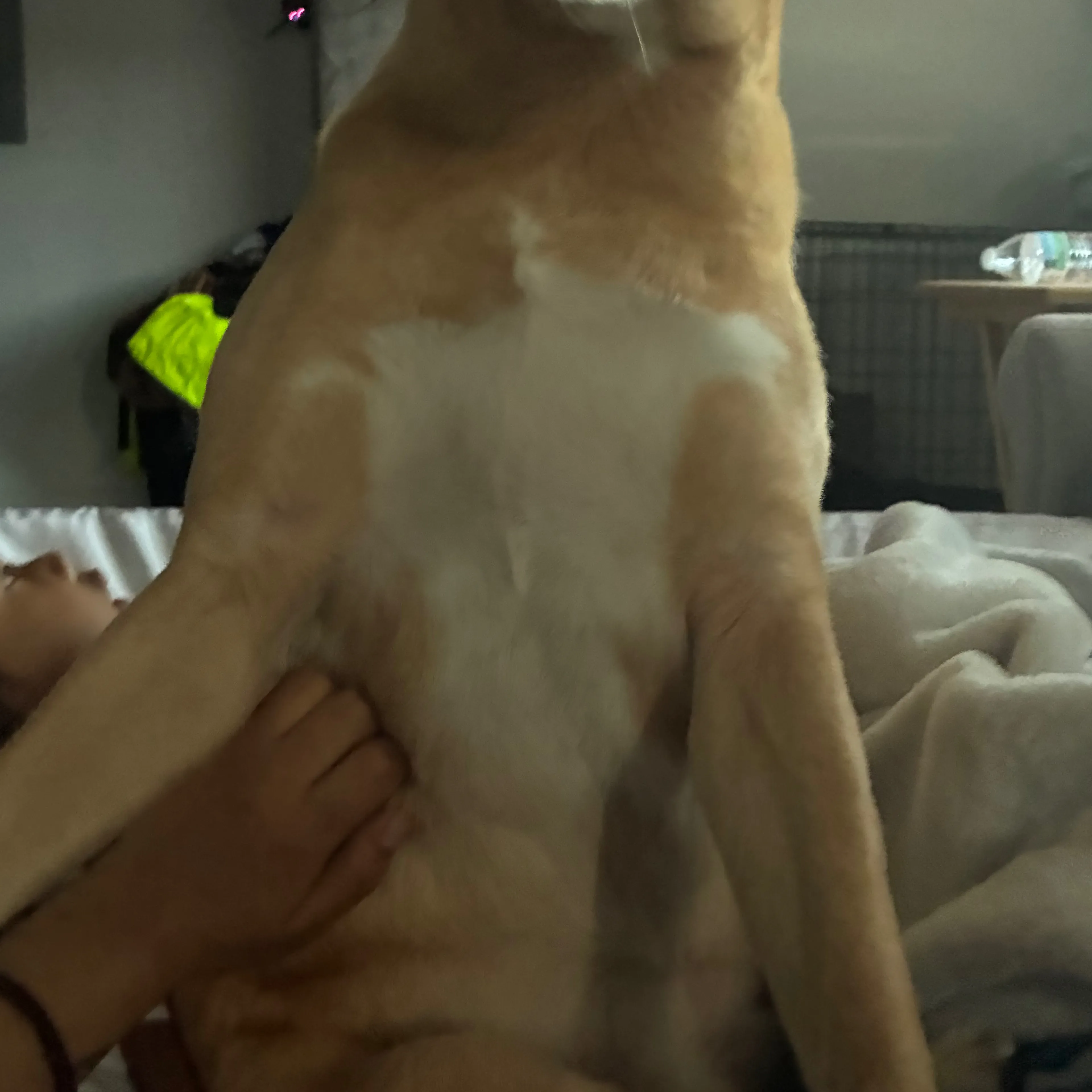 Lost pet-3