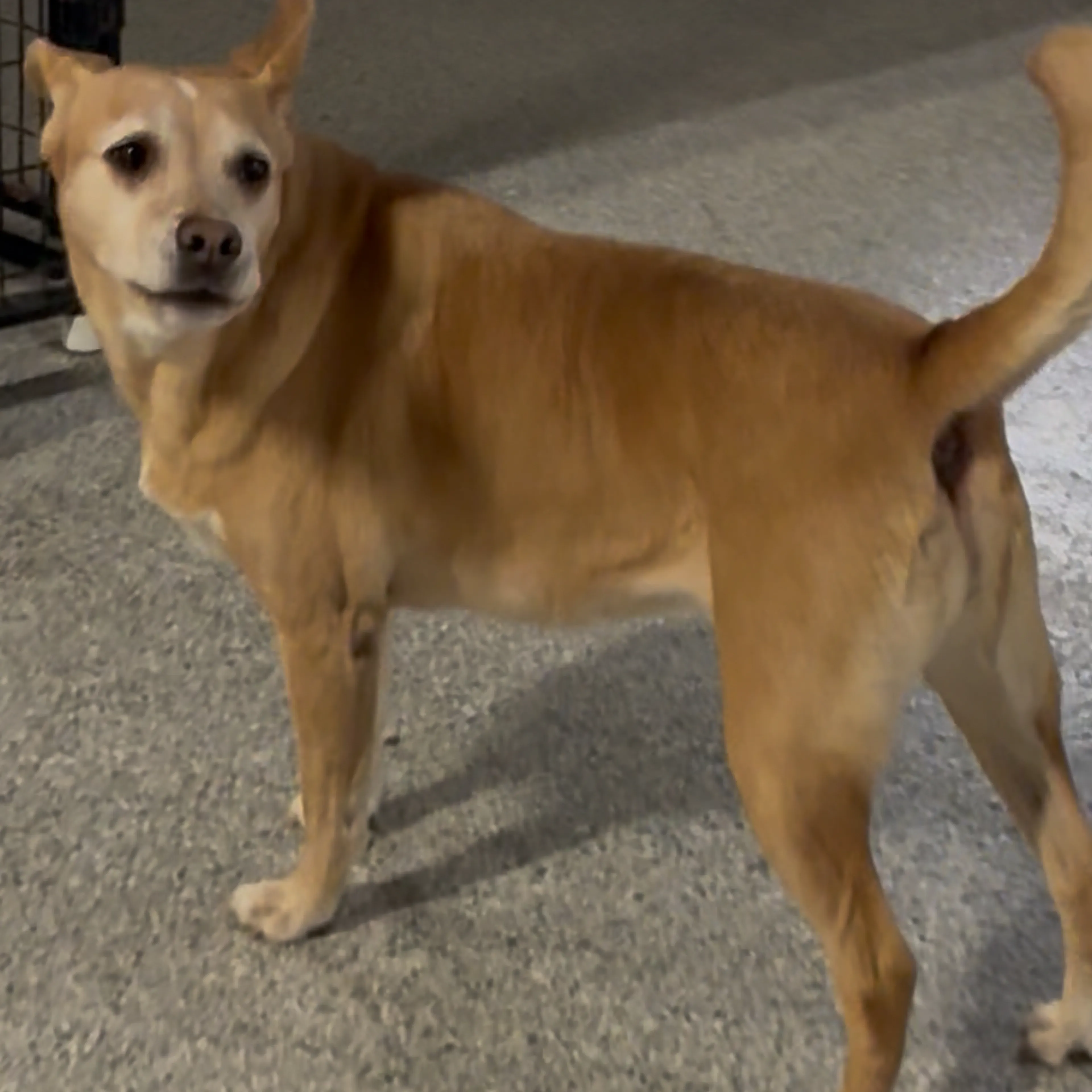 Lost pet-1