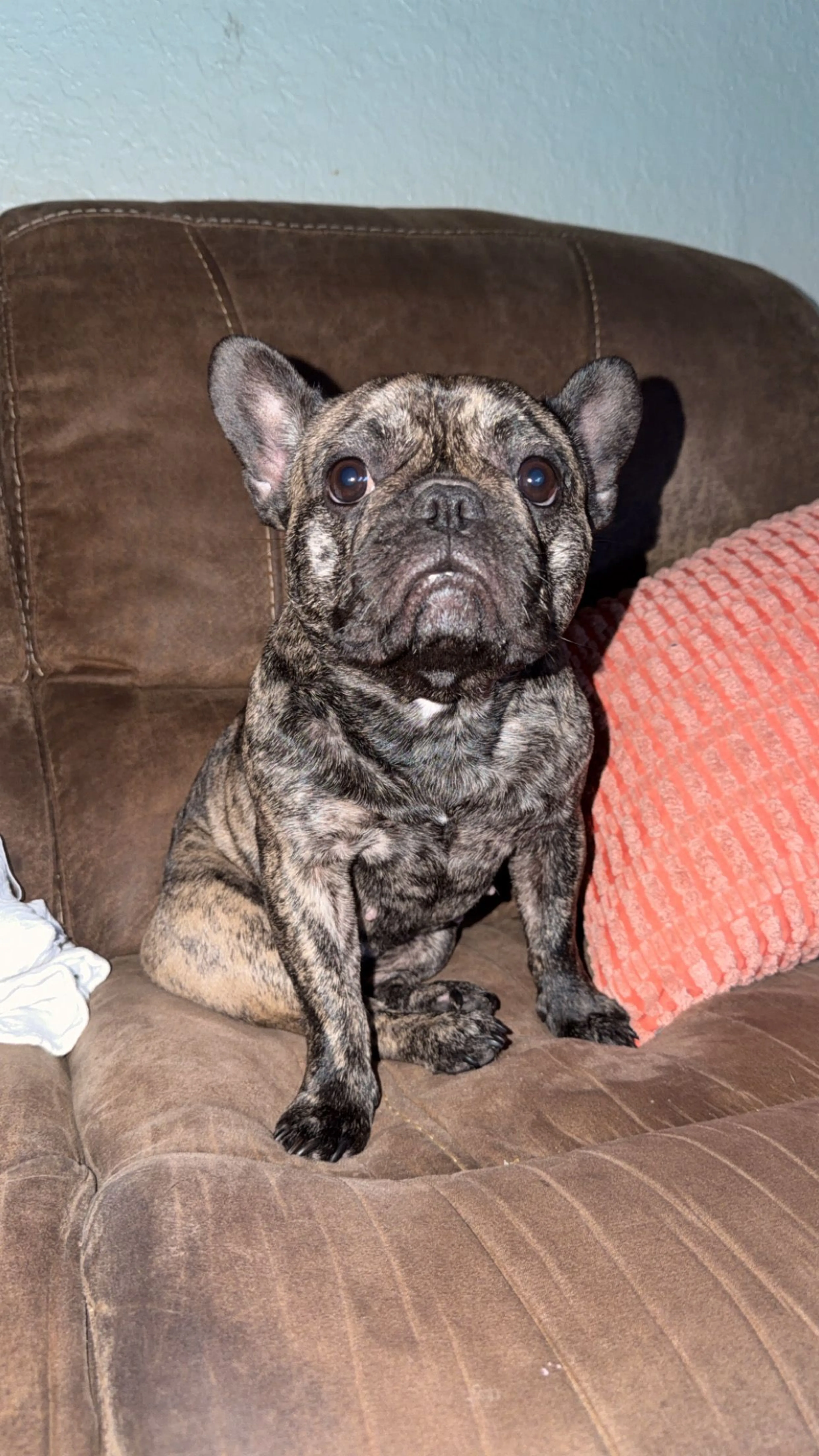 Lost pet