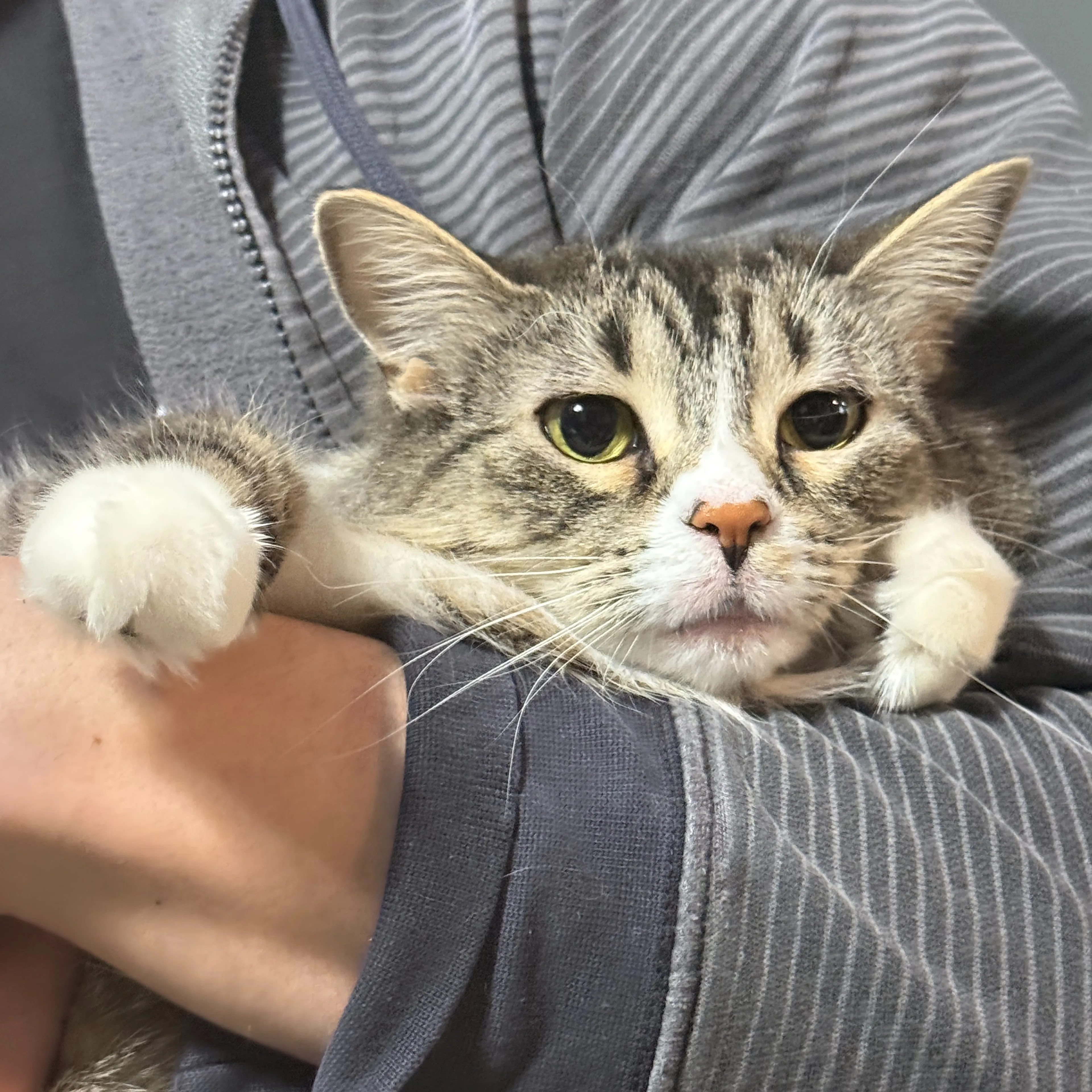 Lost pet-2