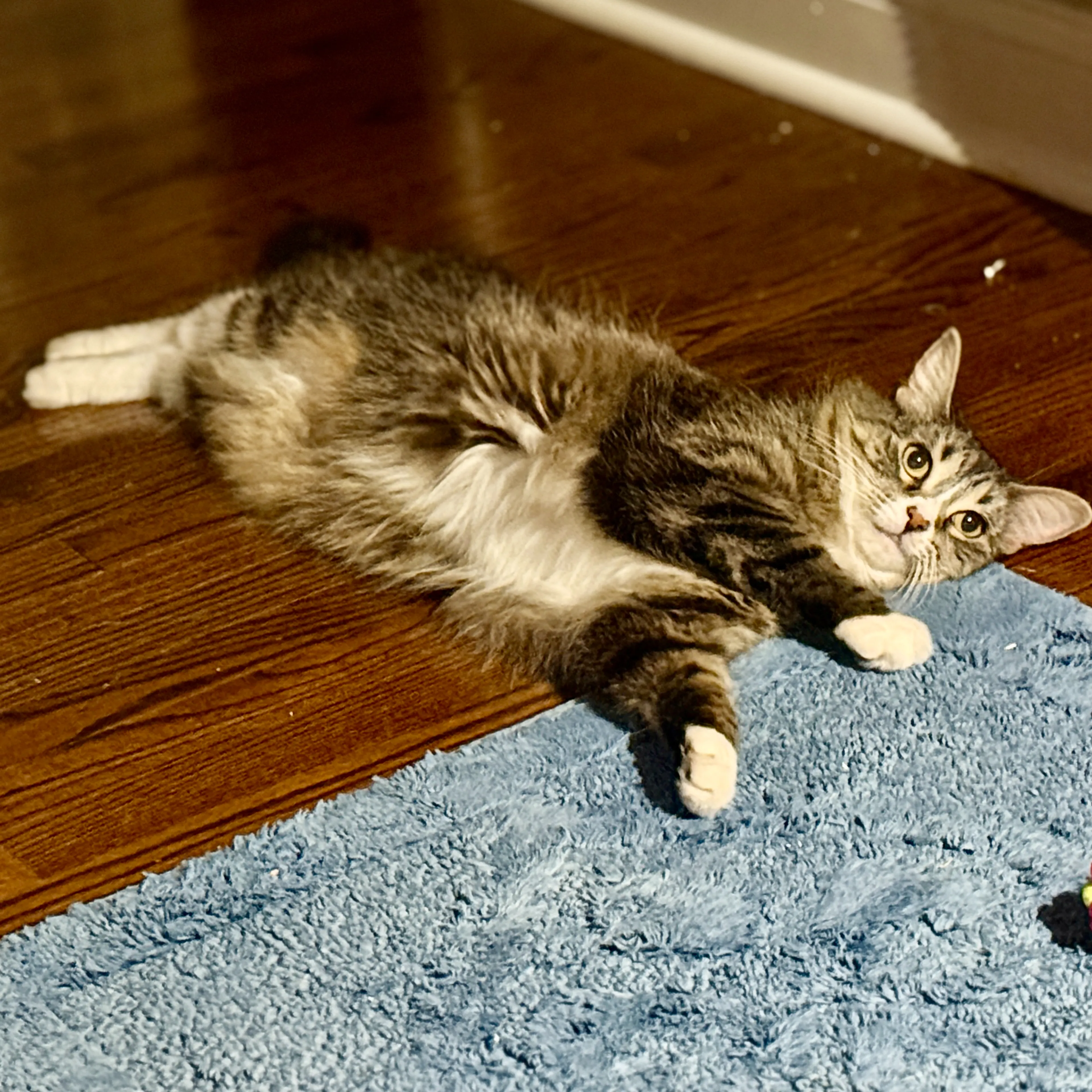 Lost pet-1