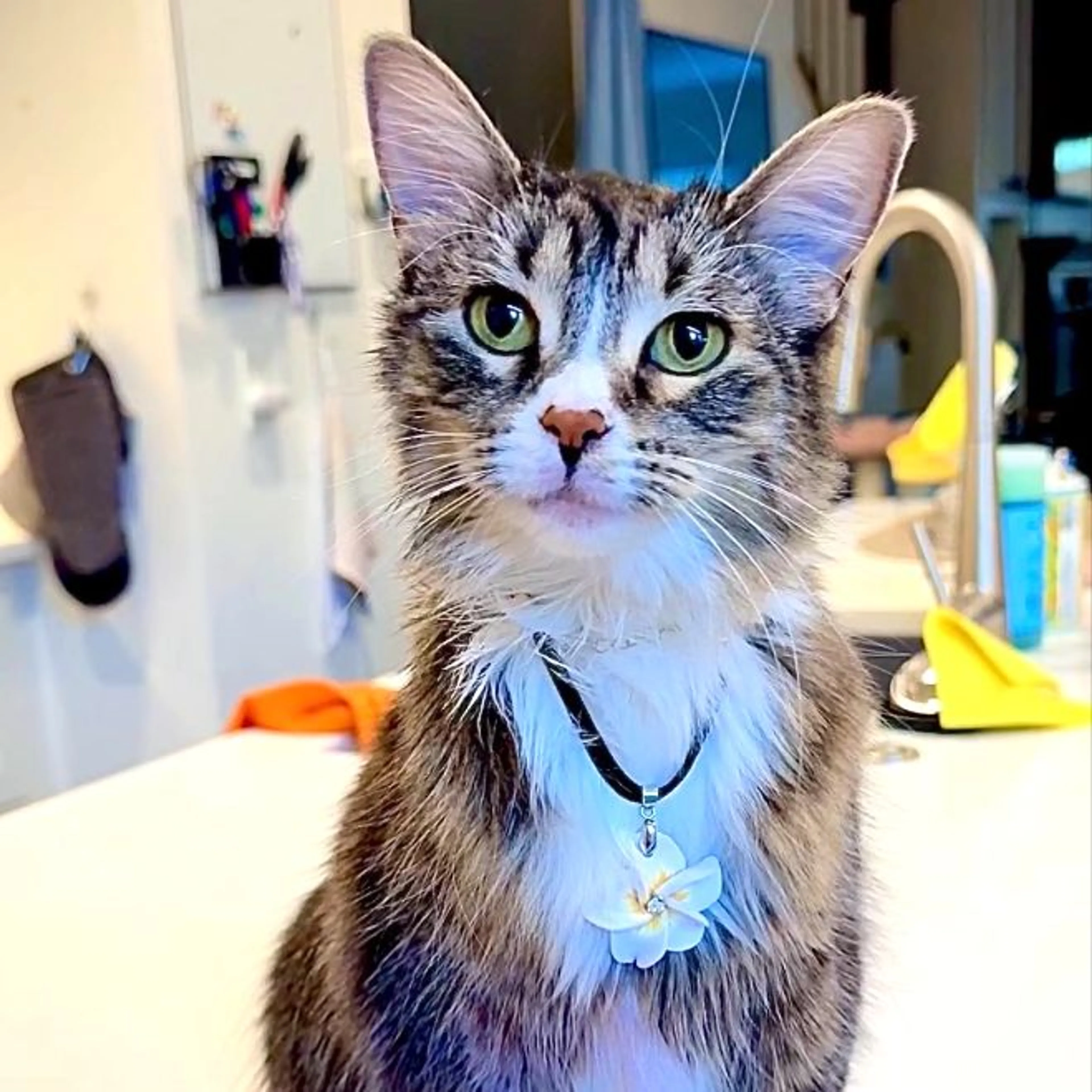 Lost pet-0