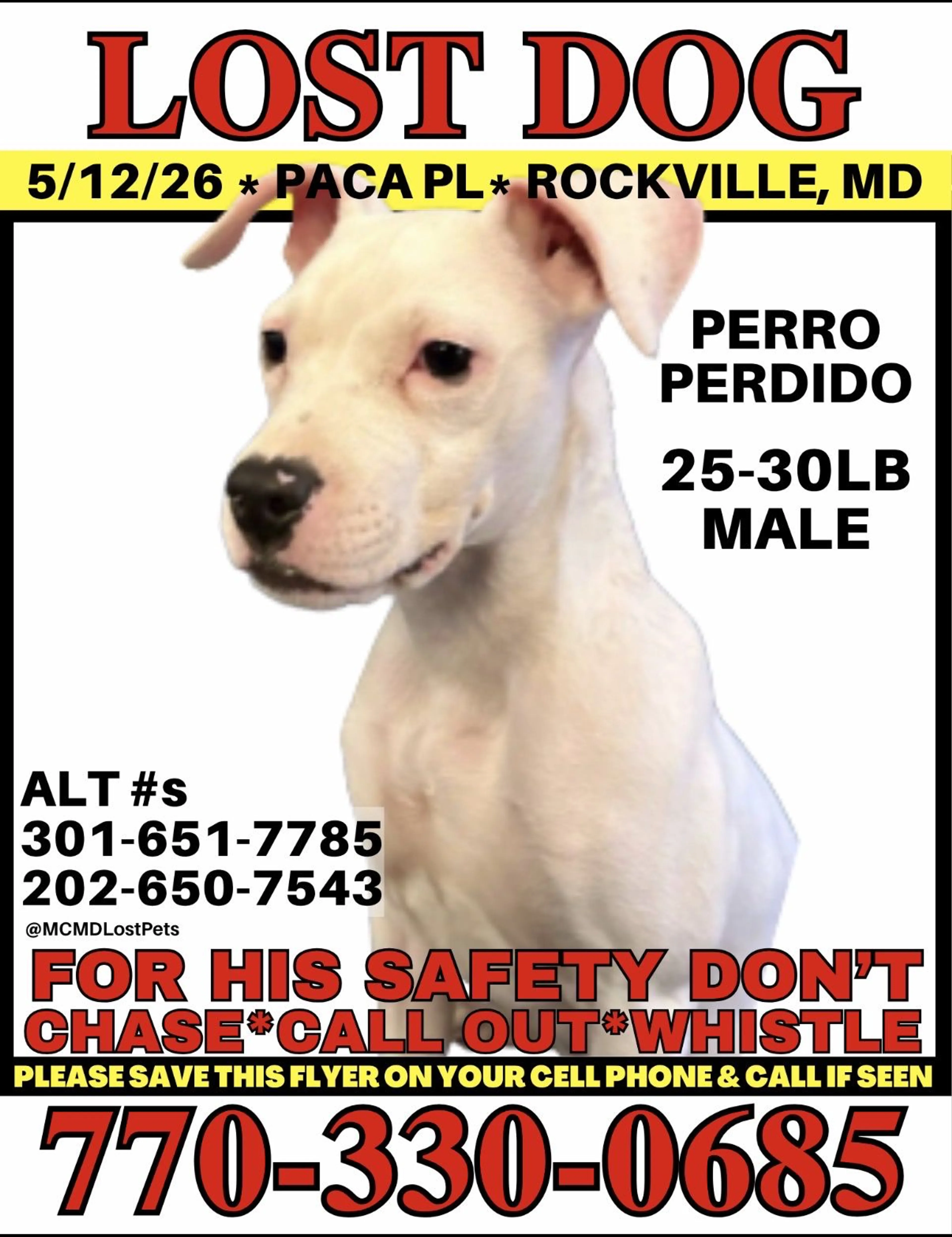 Lost pet