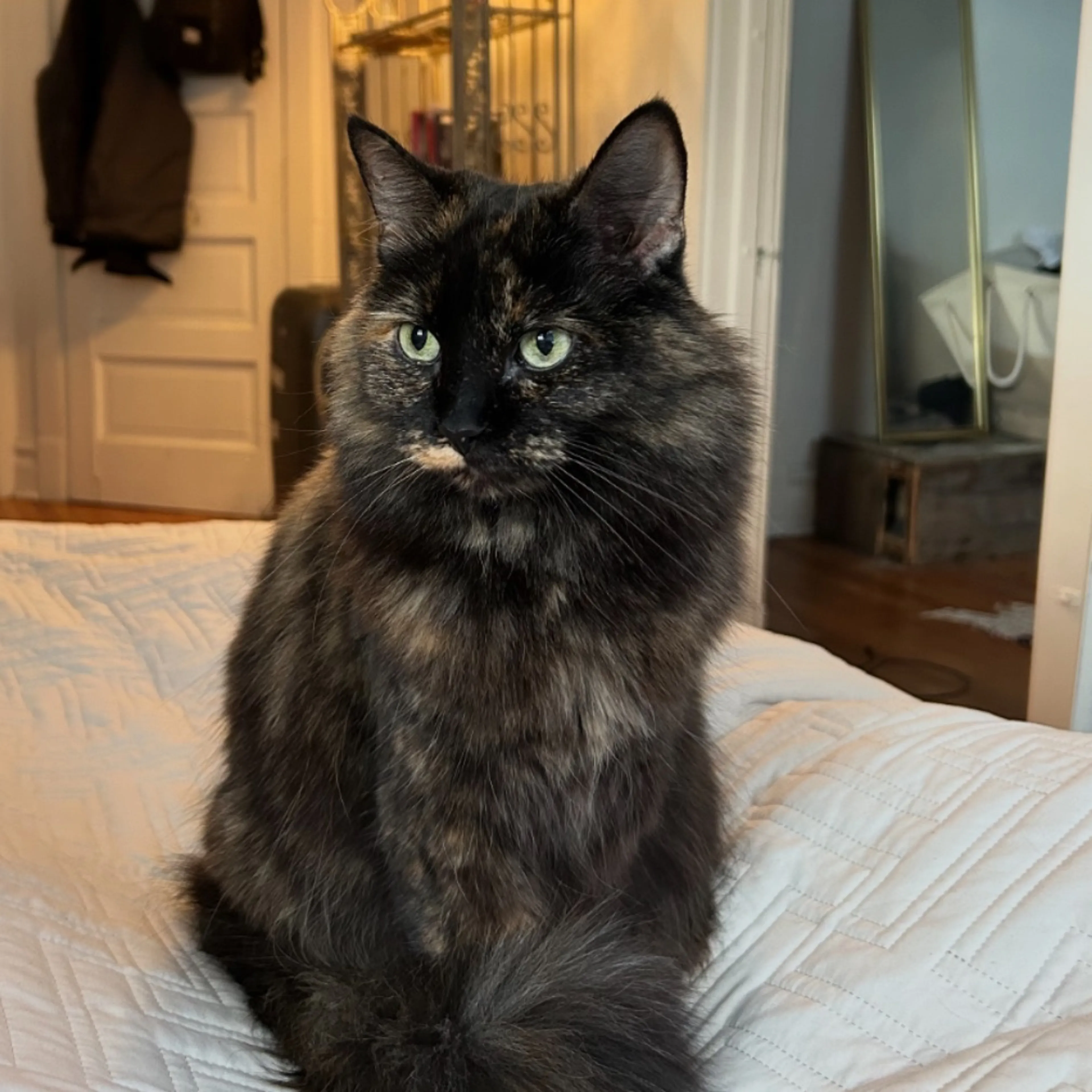 Lost pet-0