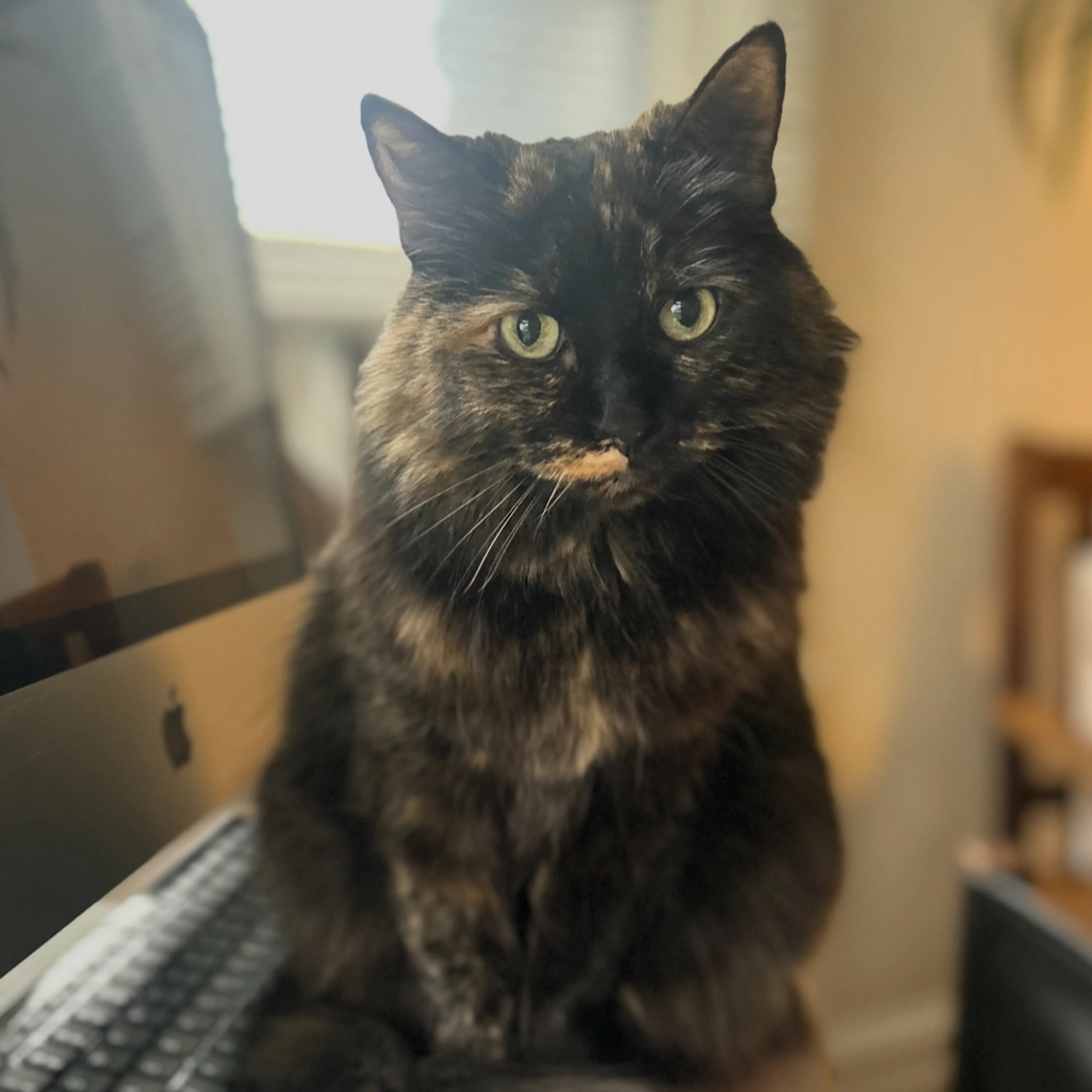 Lost pet-2