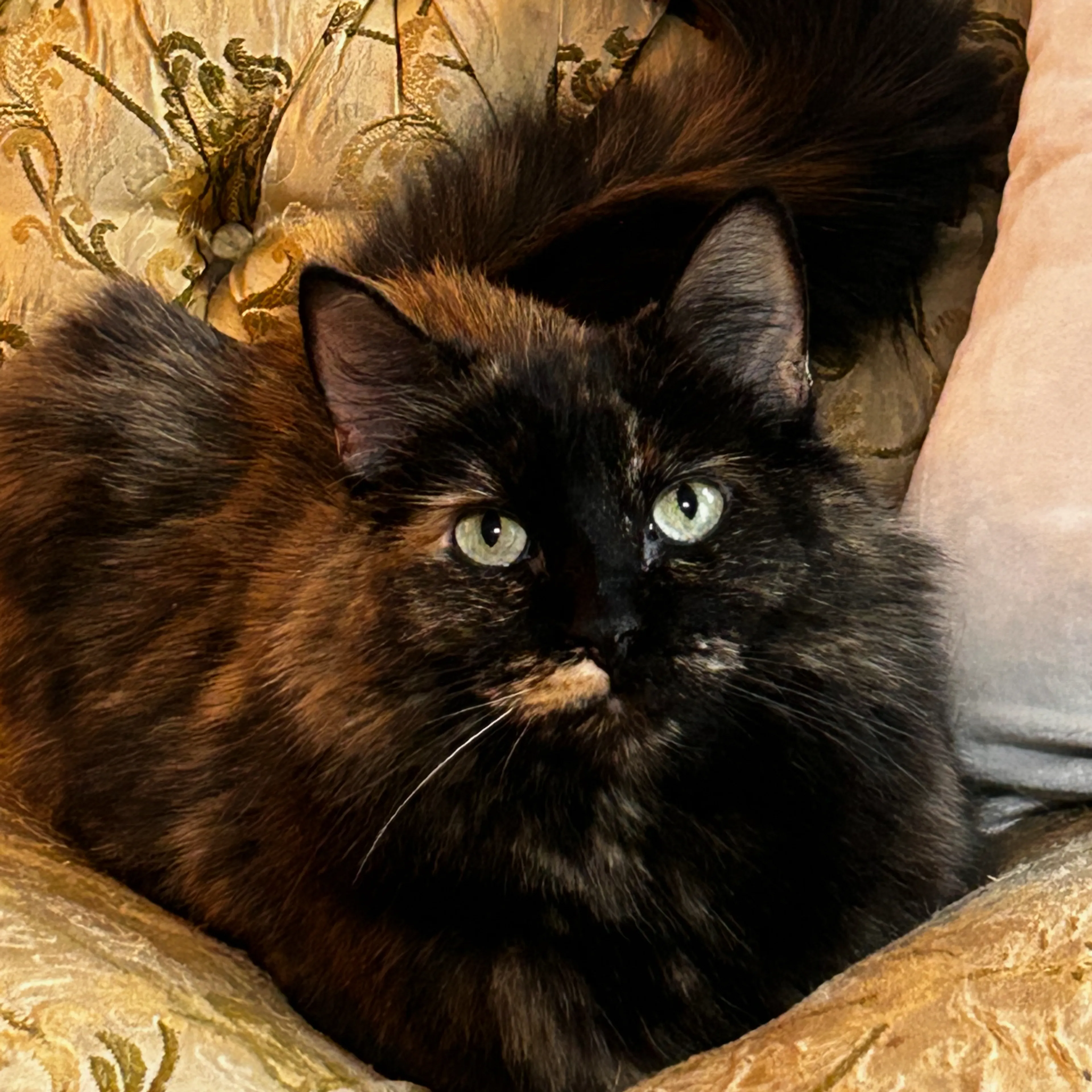 Lost pet-1