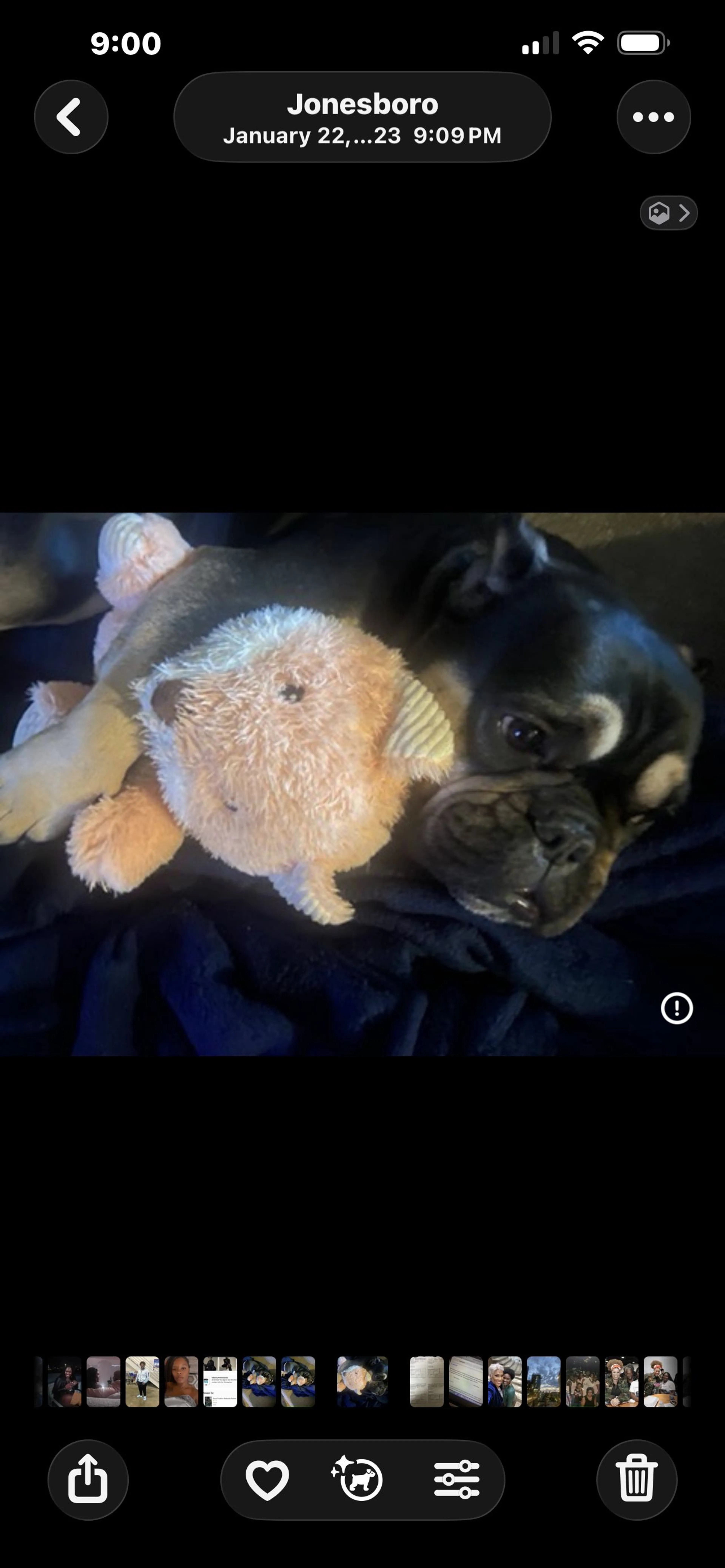 Lost pet-1