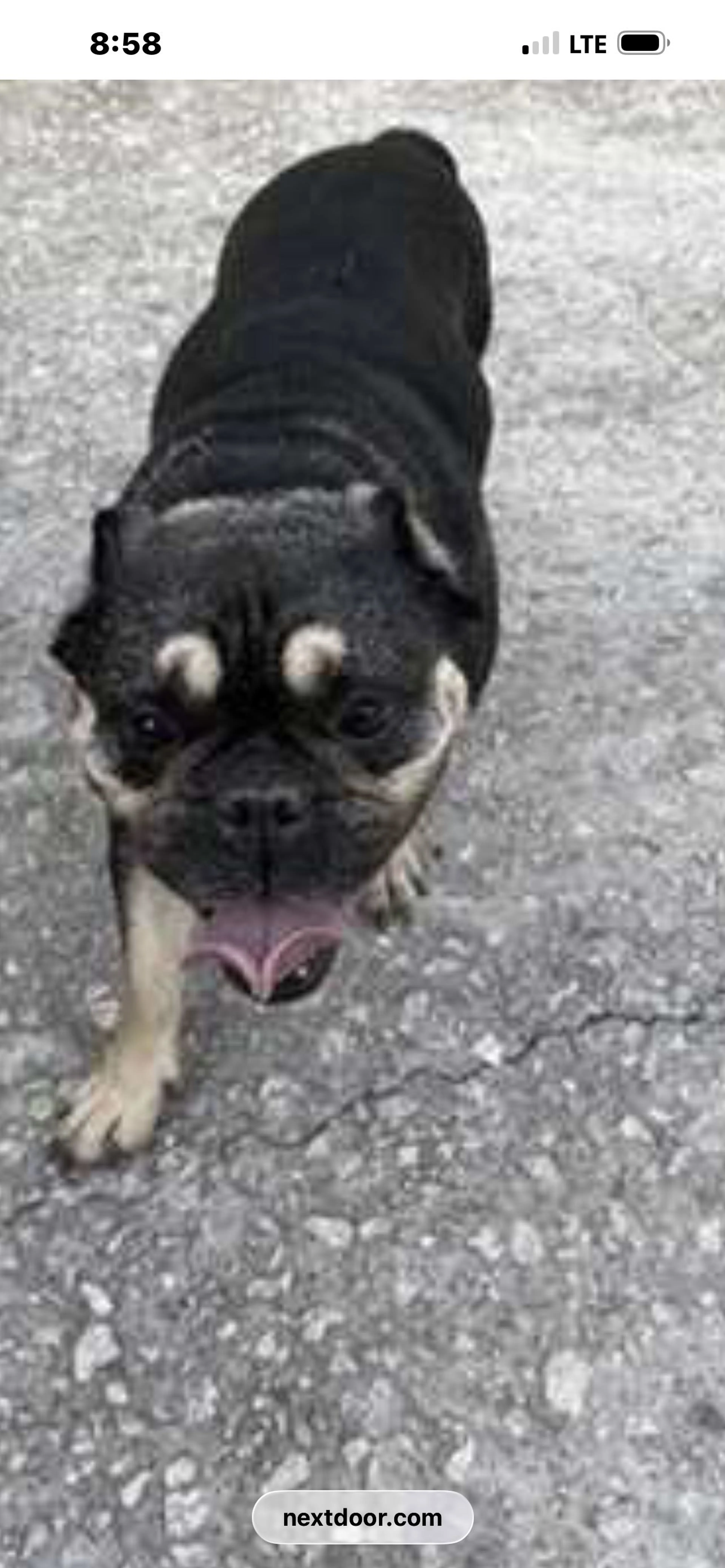 Lost pet-0