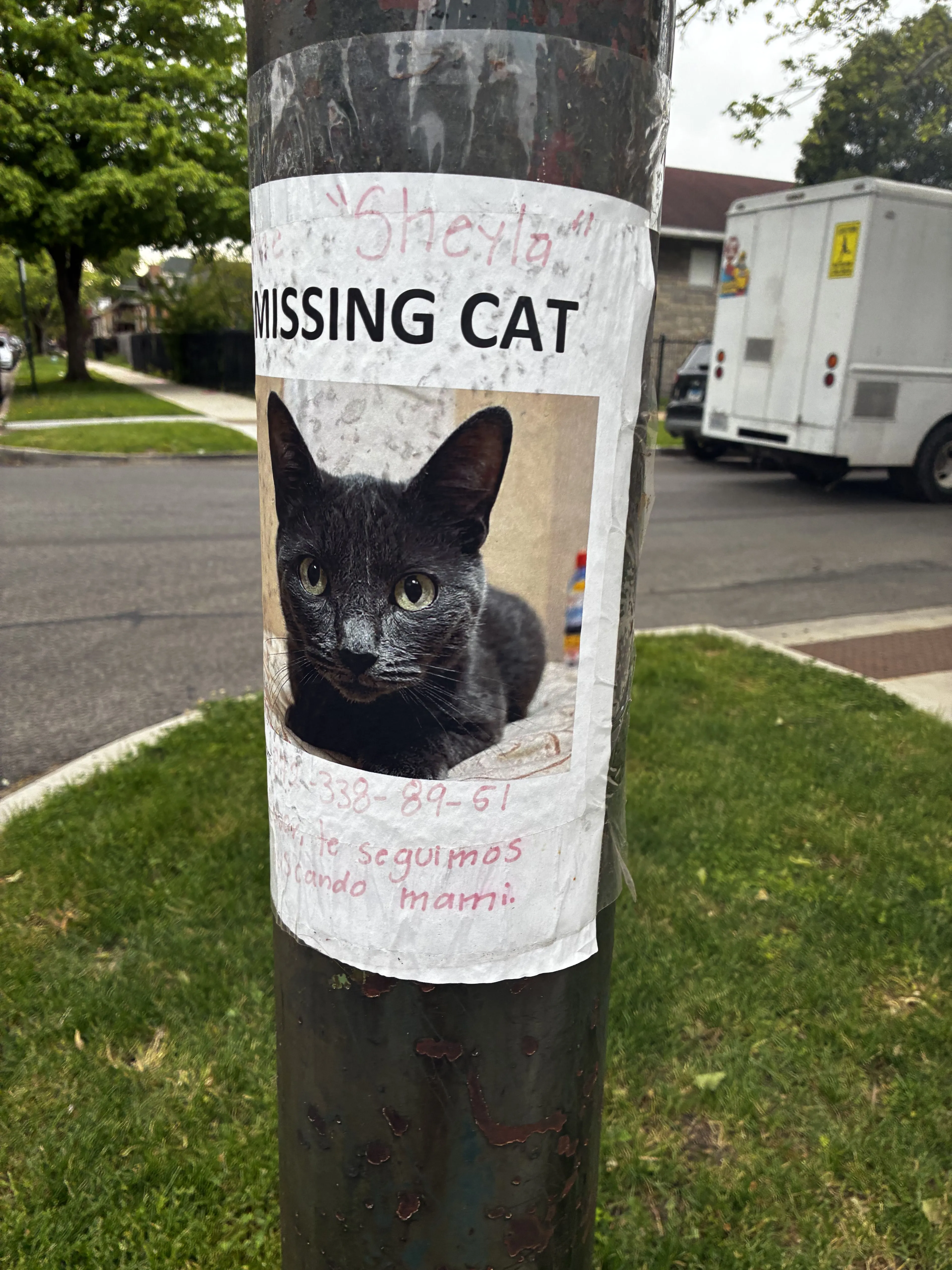 Lost pet