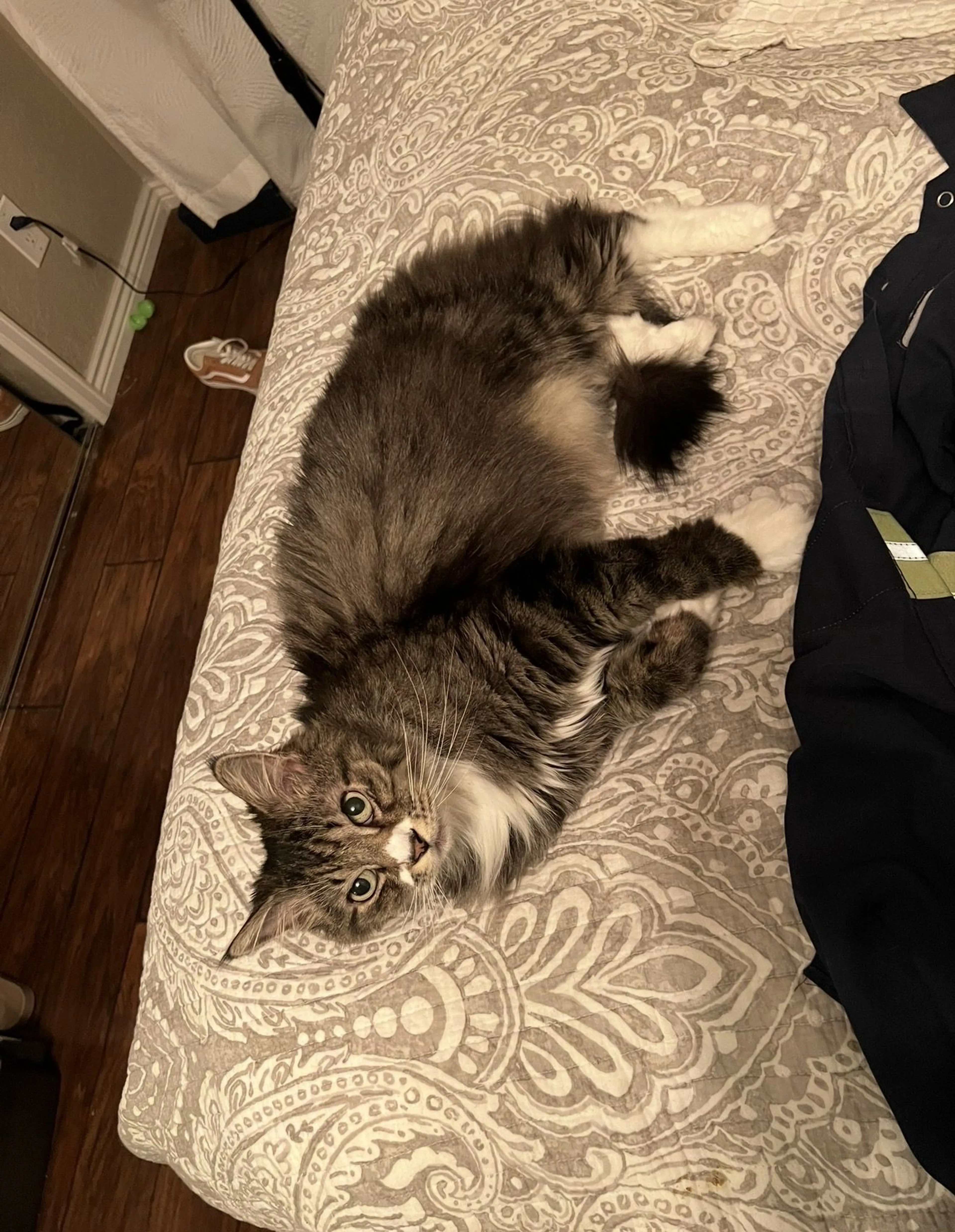Lost pet-0