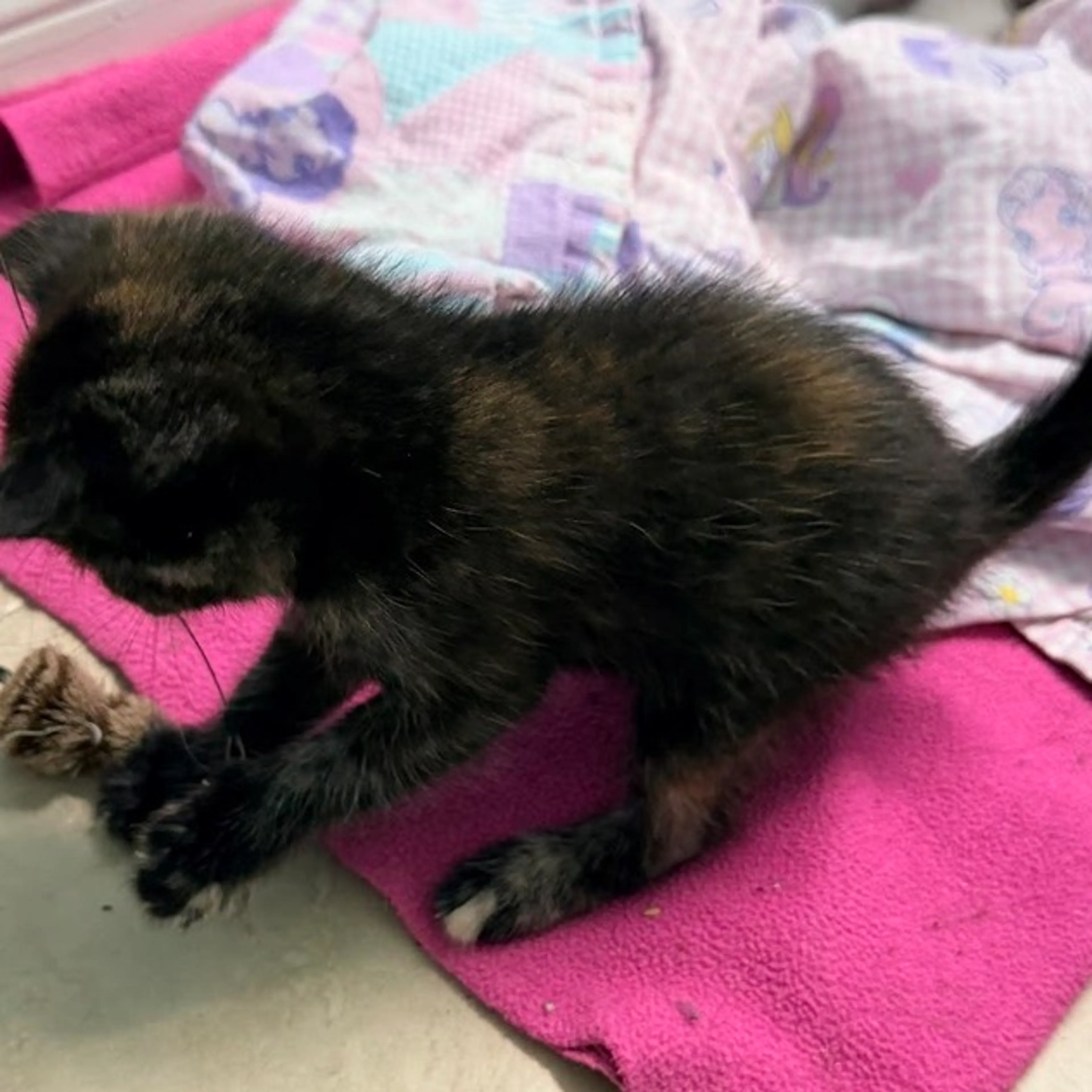 Found pet-1