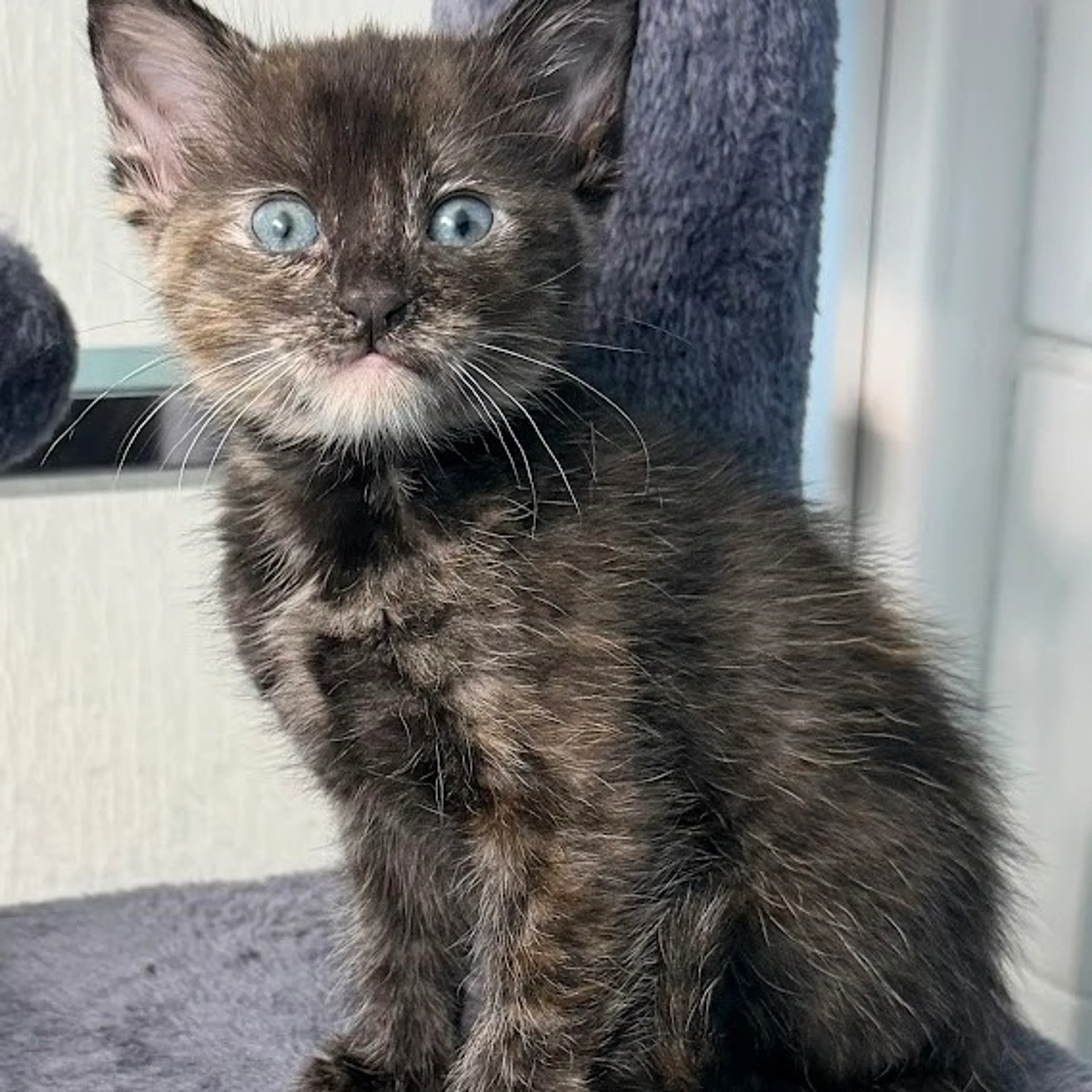 Found pet-0