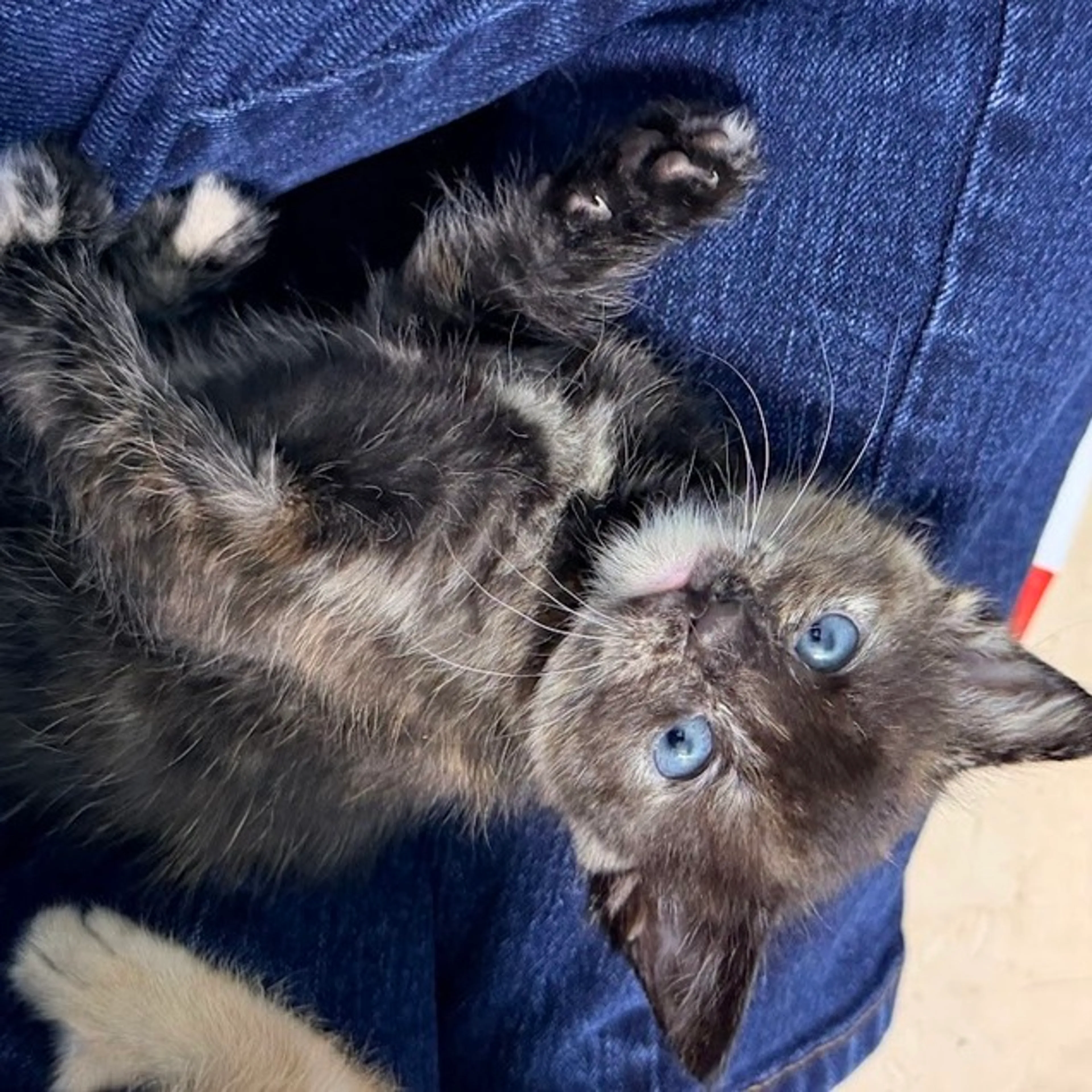 Found pet-2