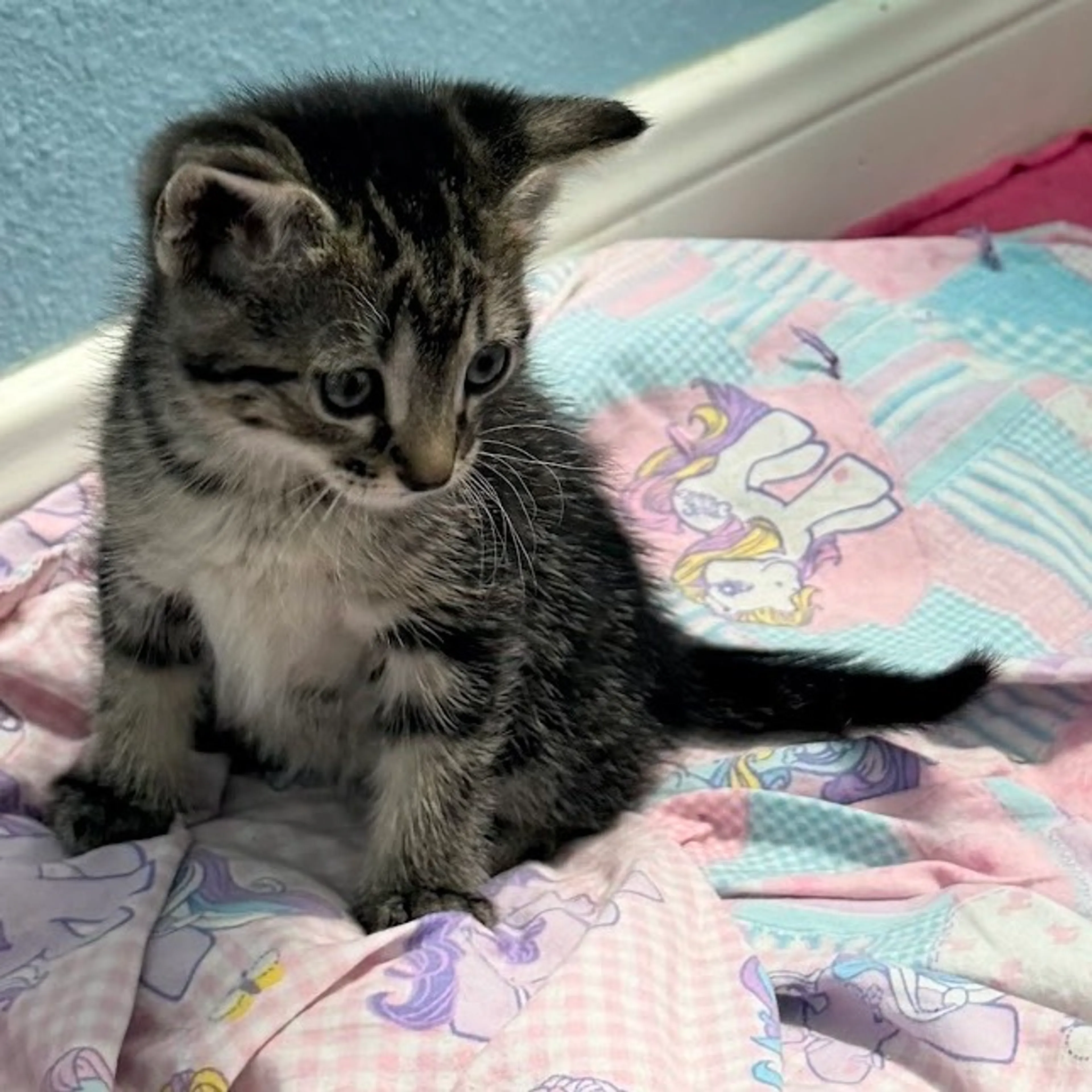 Found pet-4
