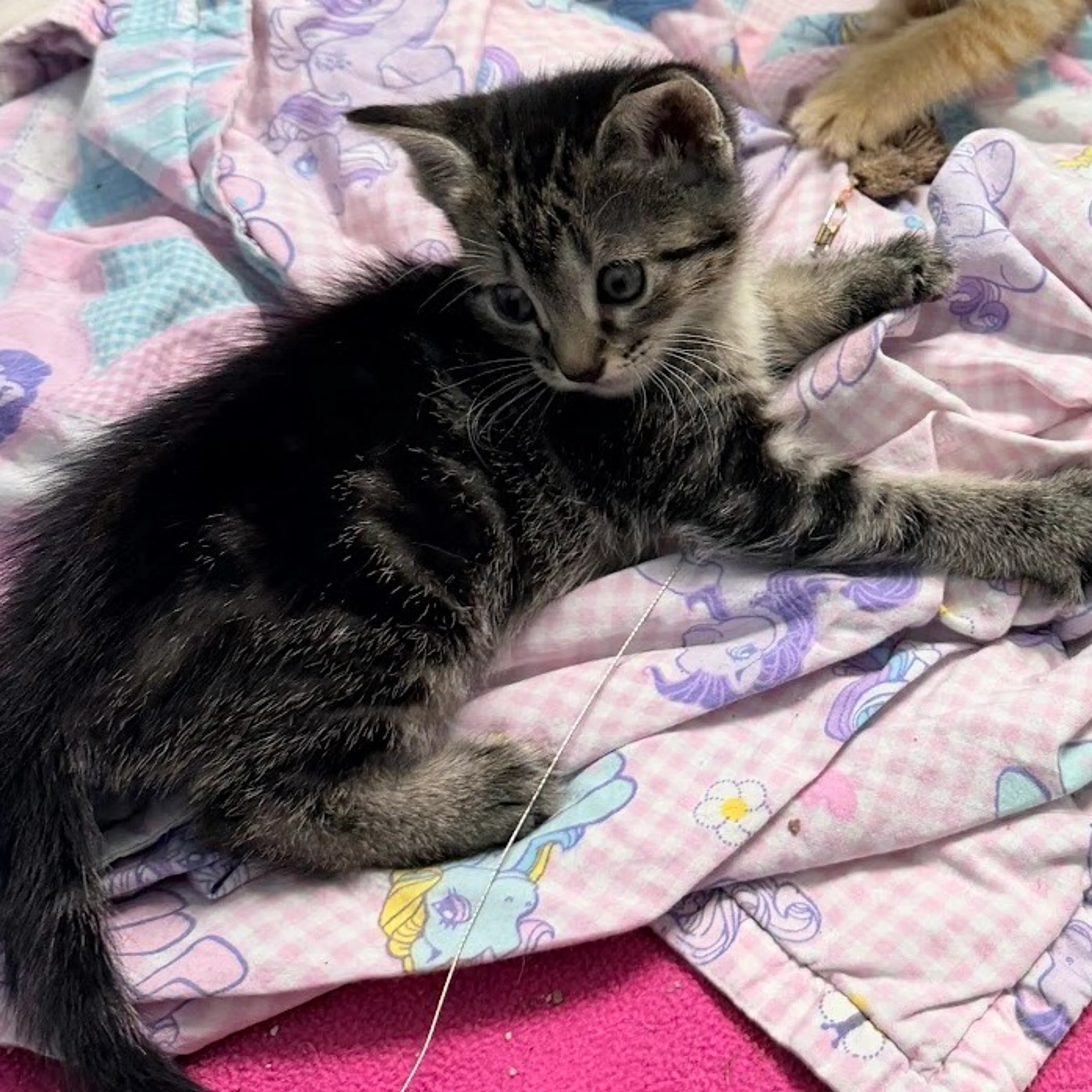 Found pet-3