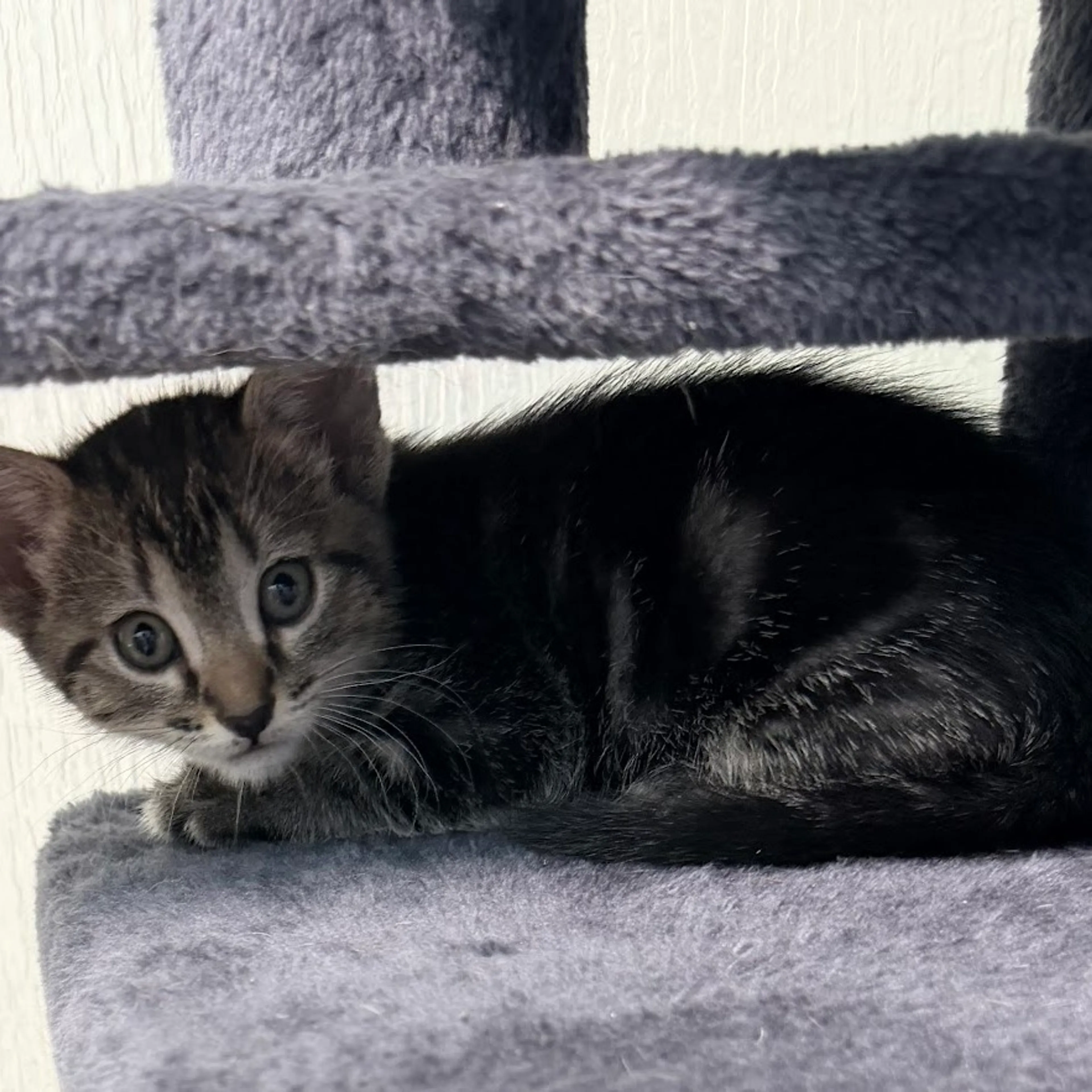 Found pet-1