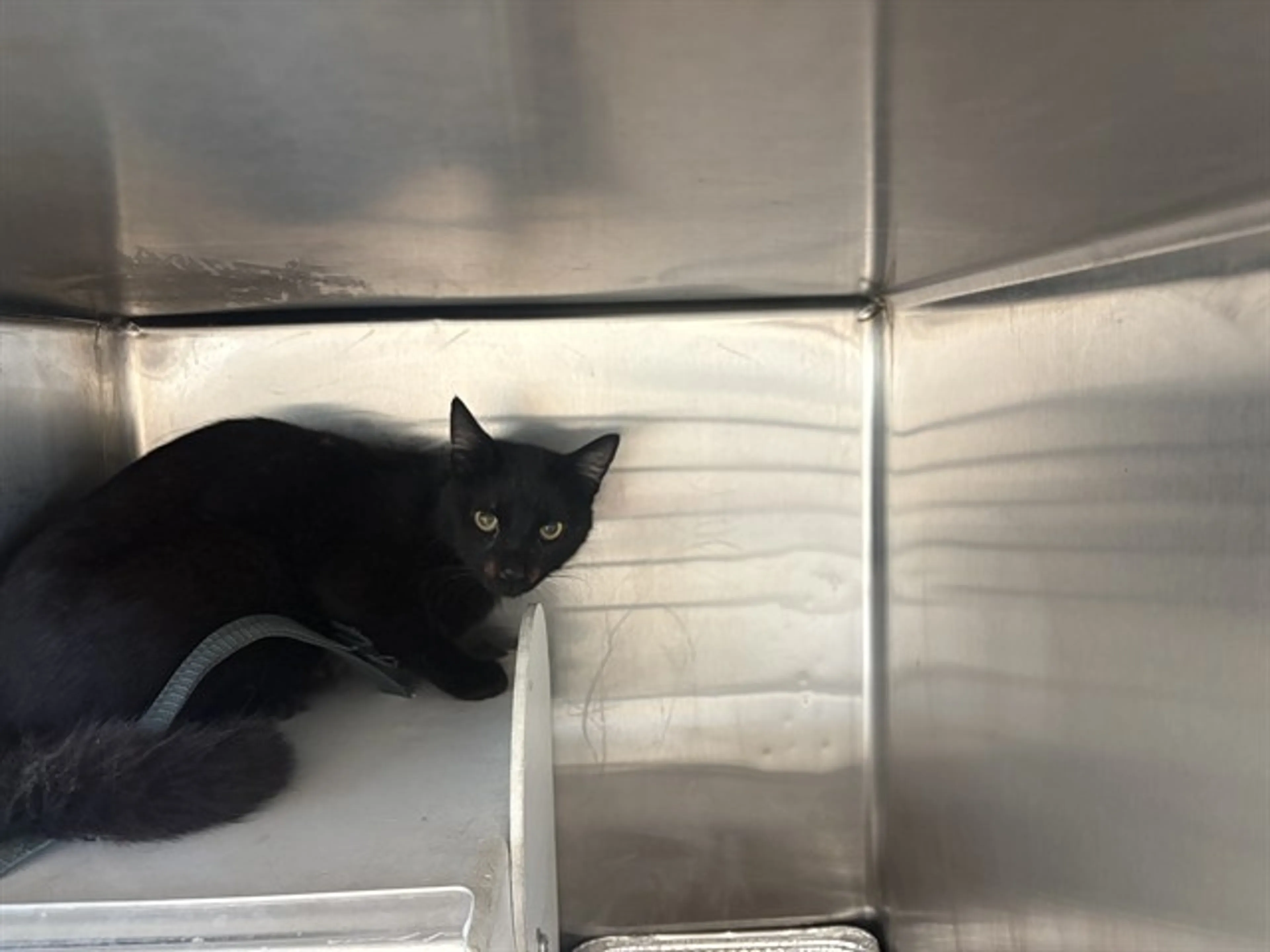 Found pet