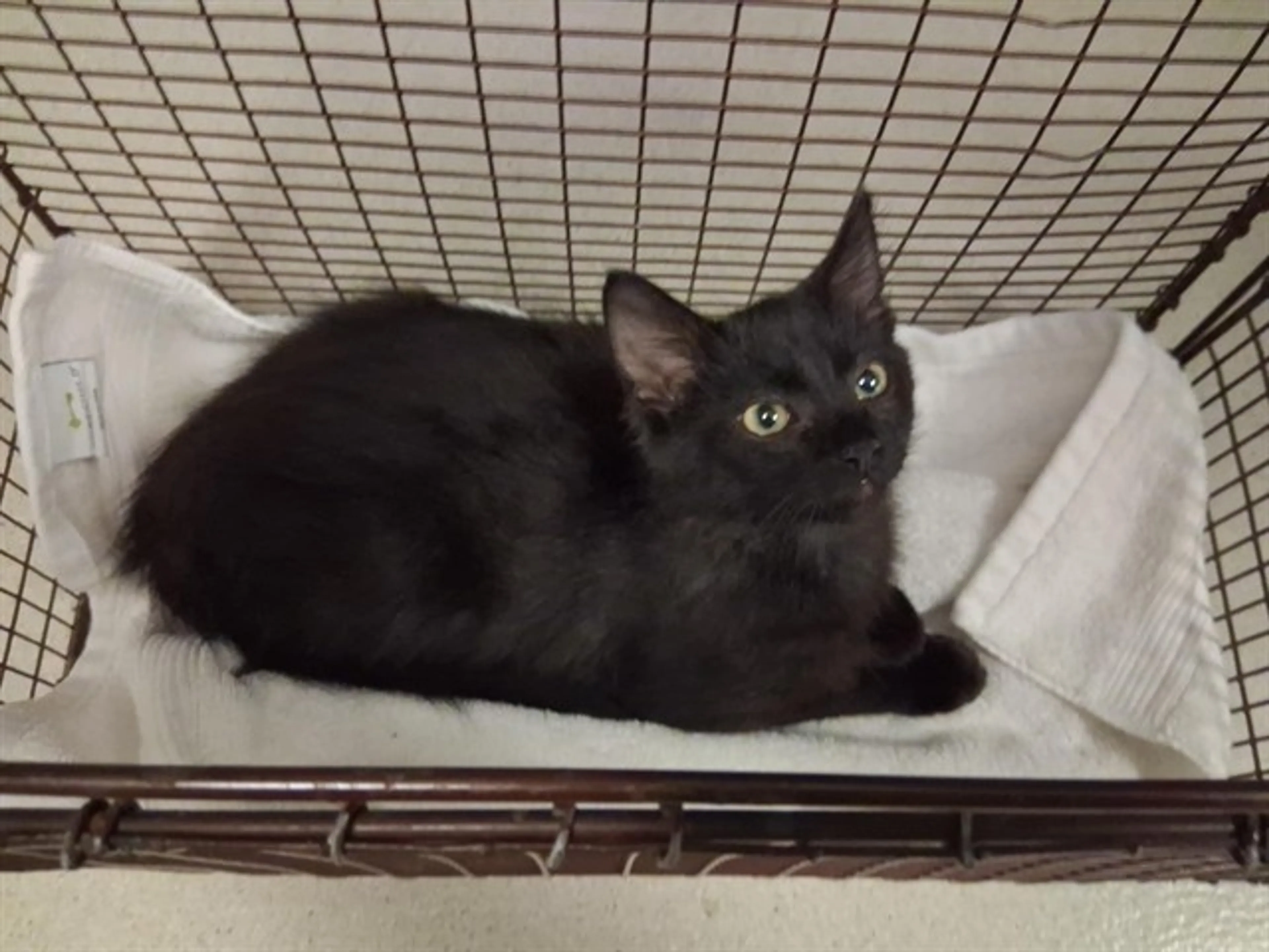 Found pet