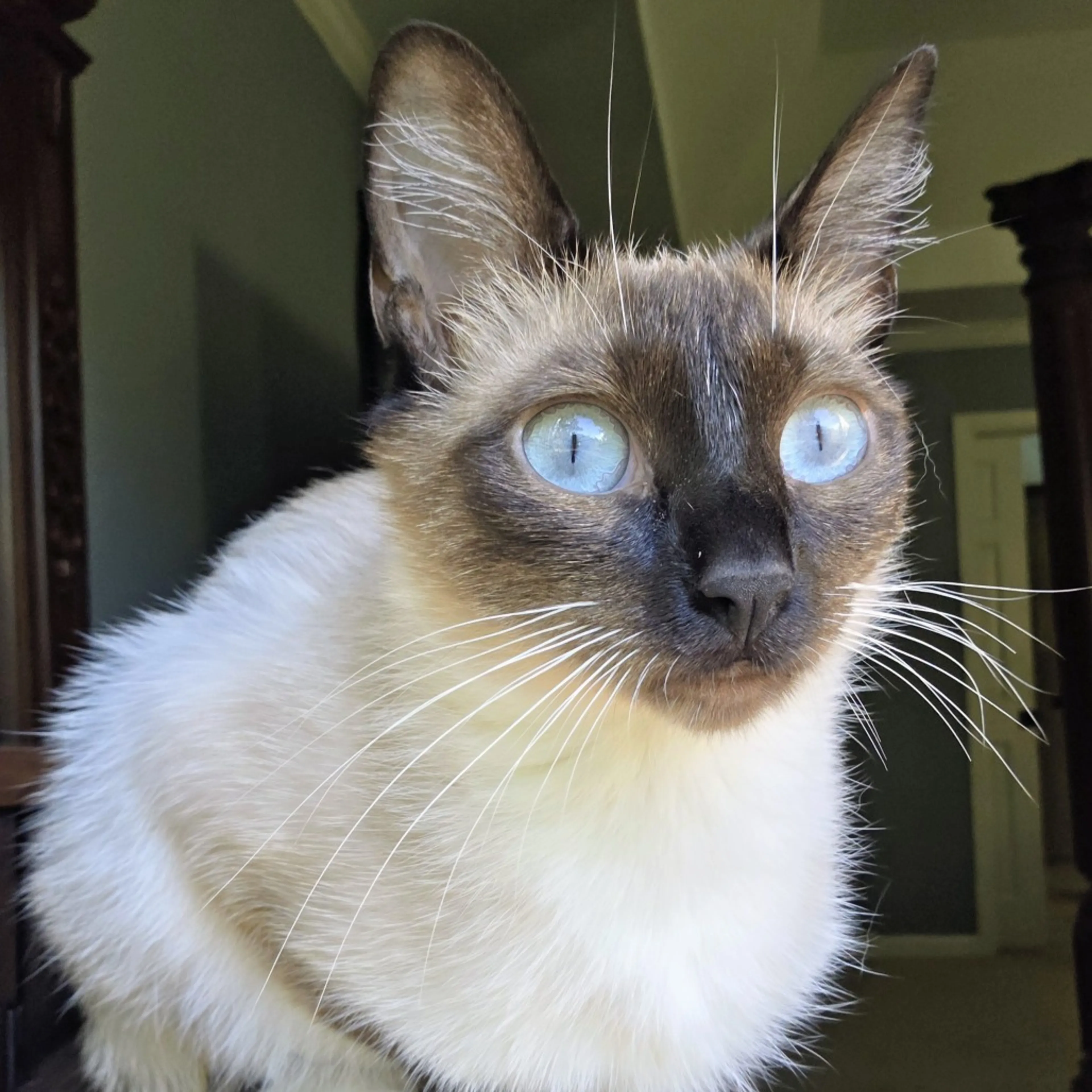 Found pet-3