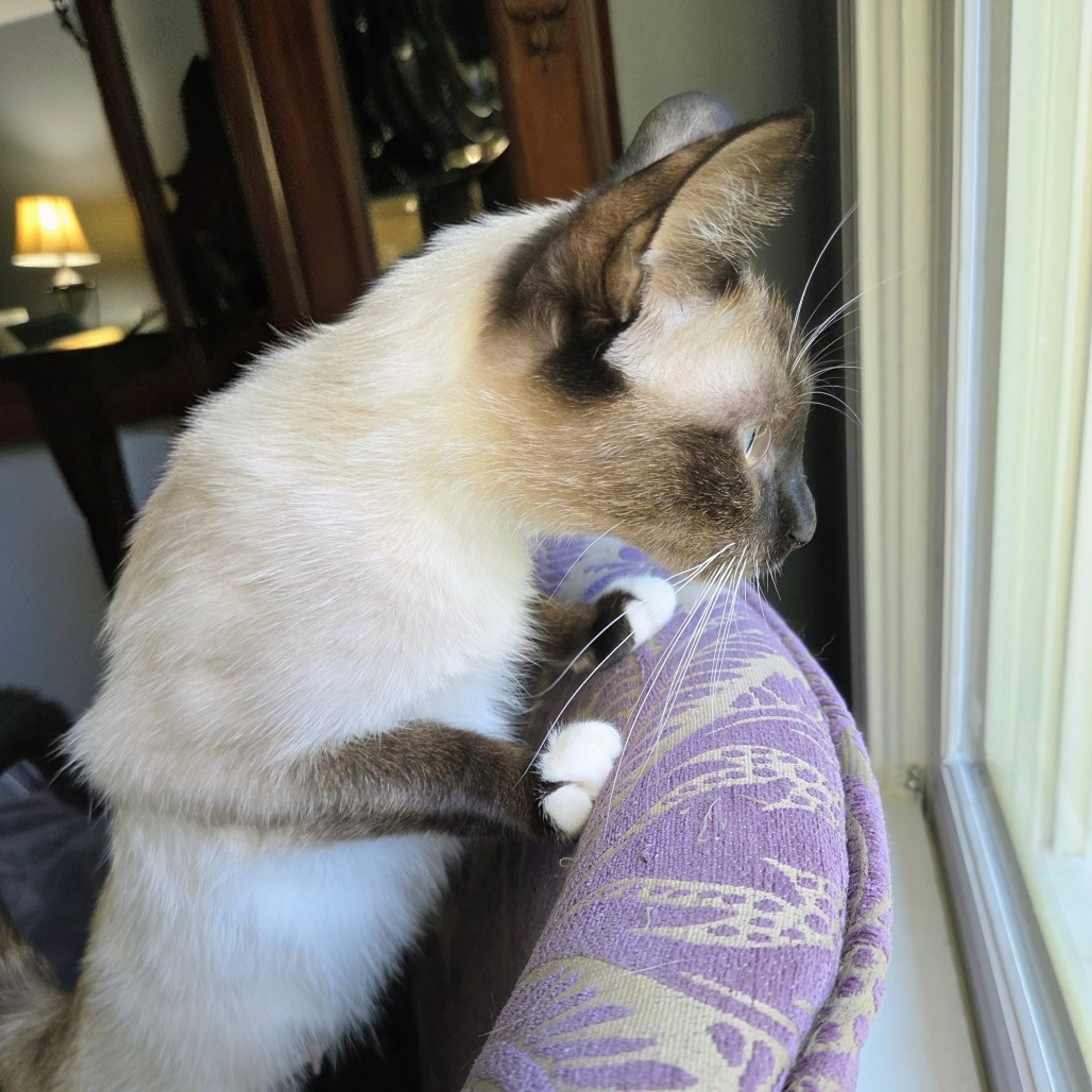 Found pet-2
