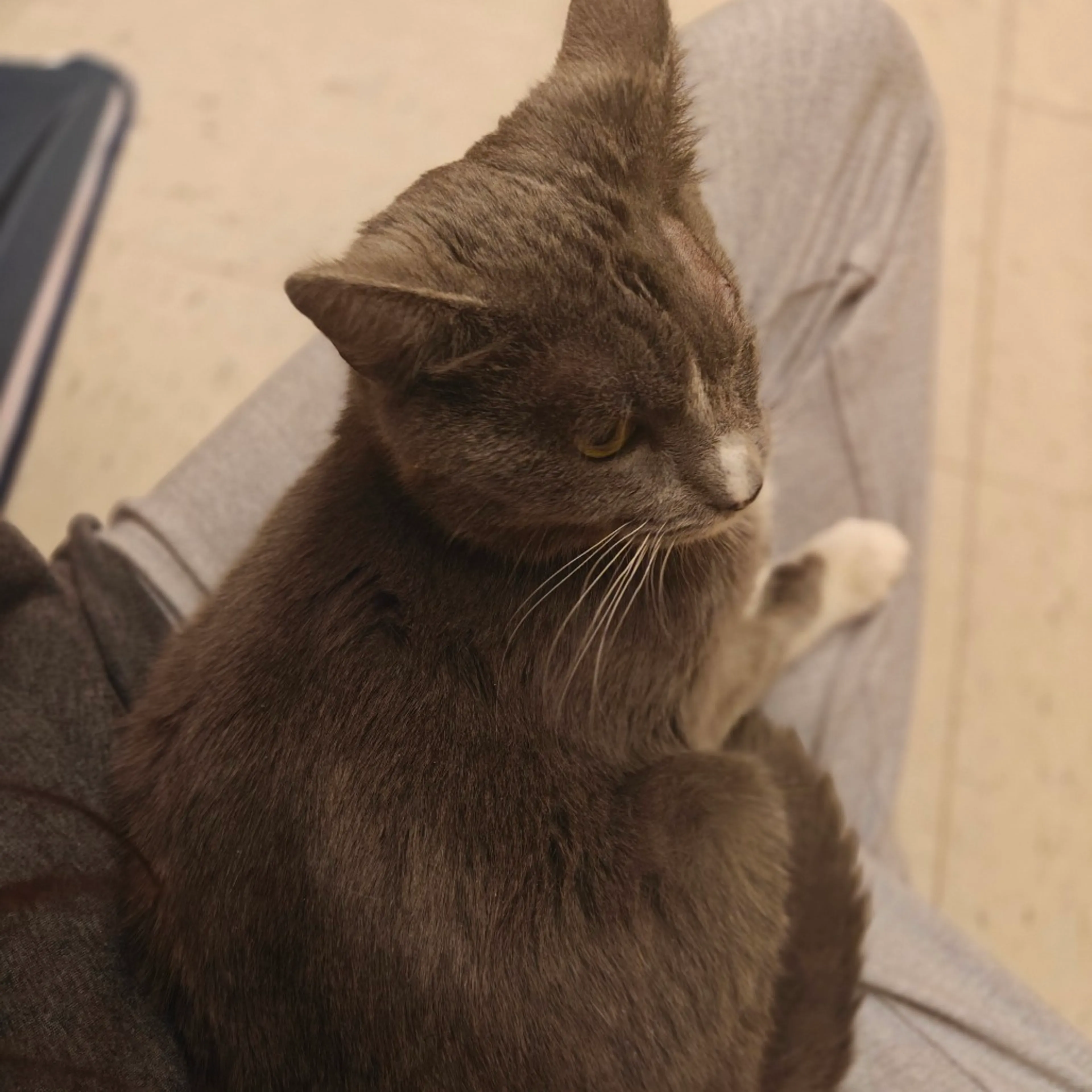 Found pet-3