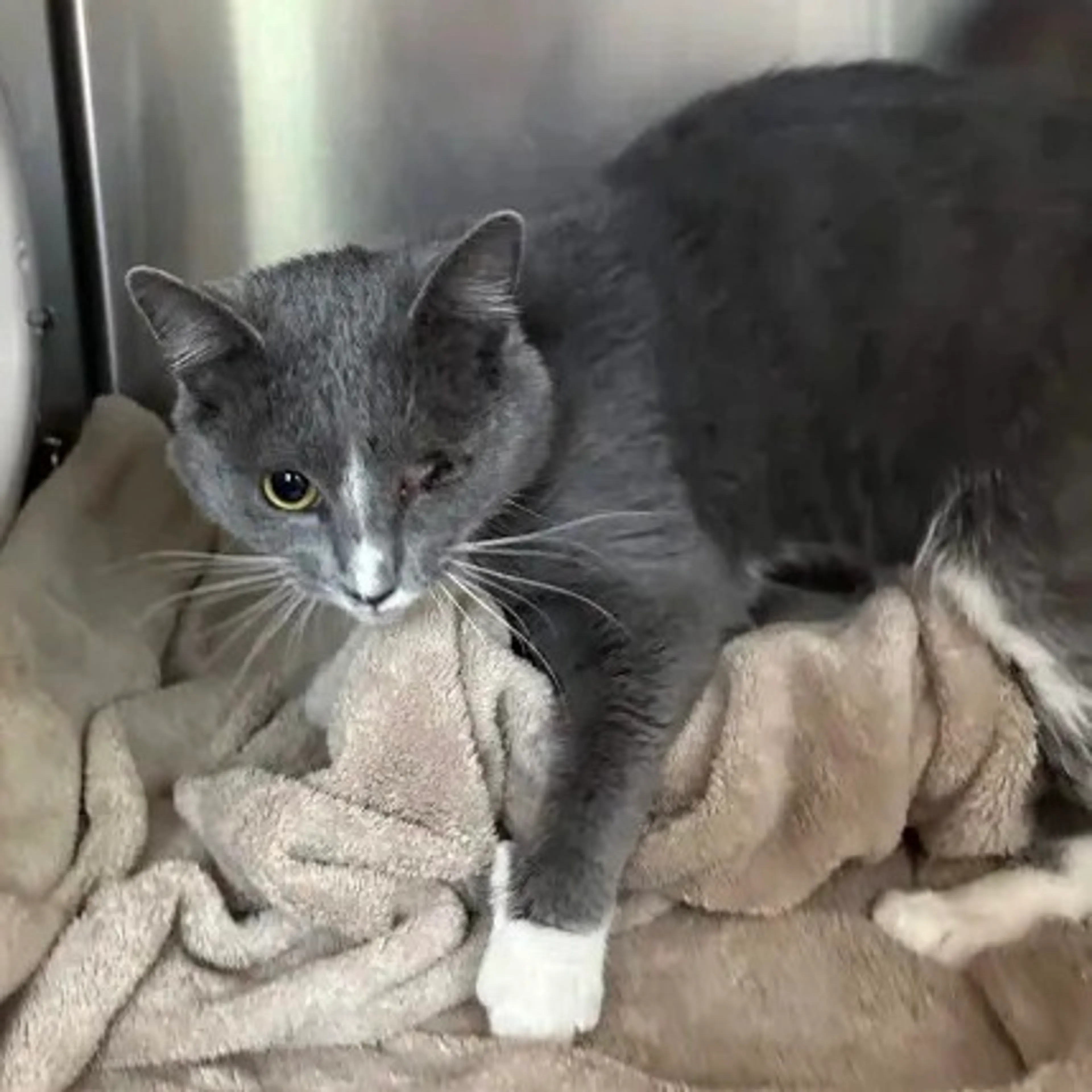 Found pet-2