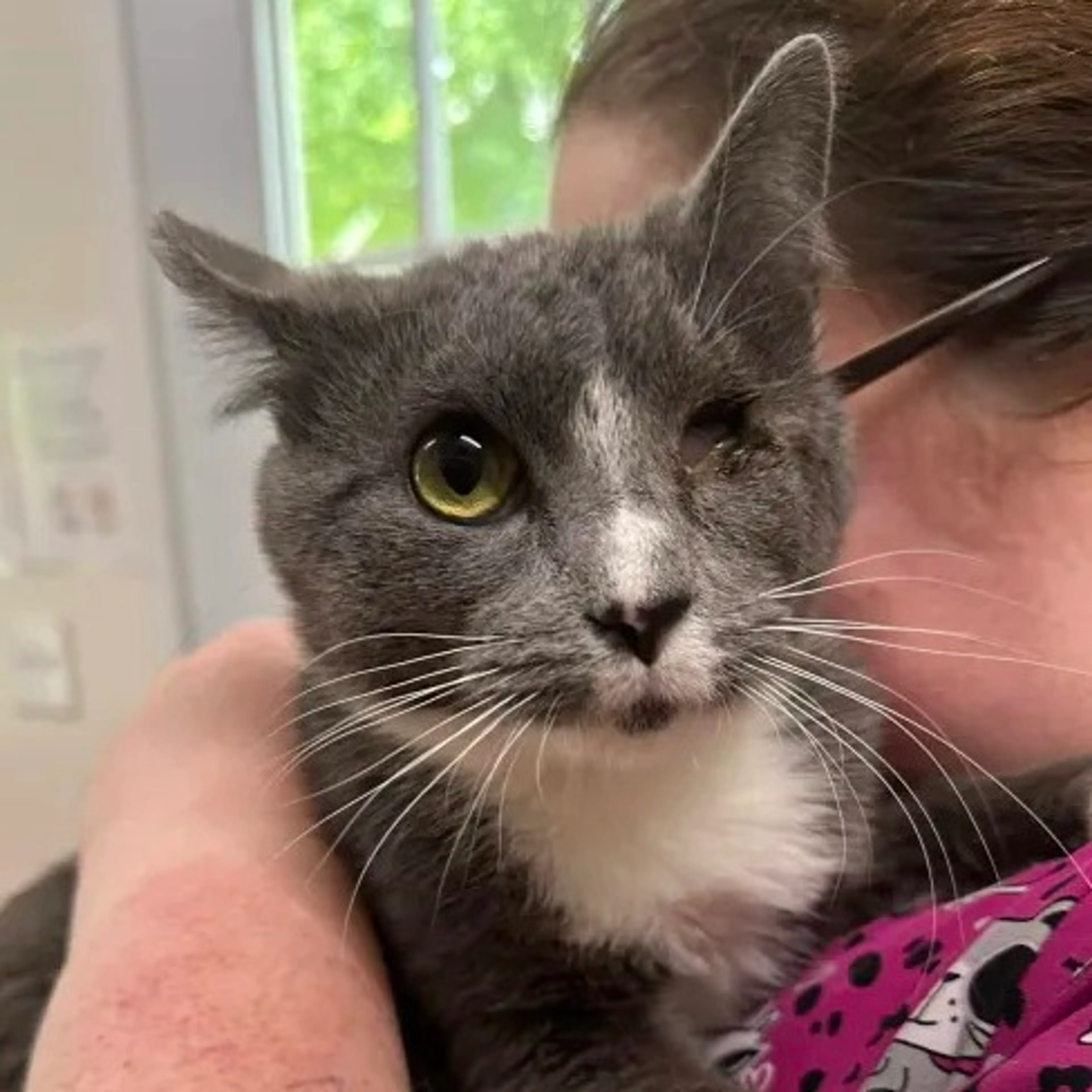 Found pet-1