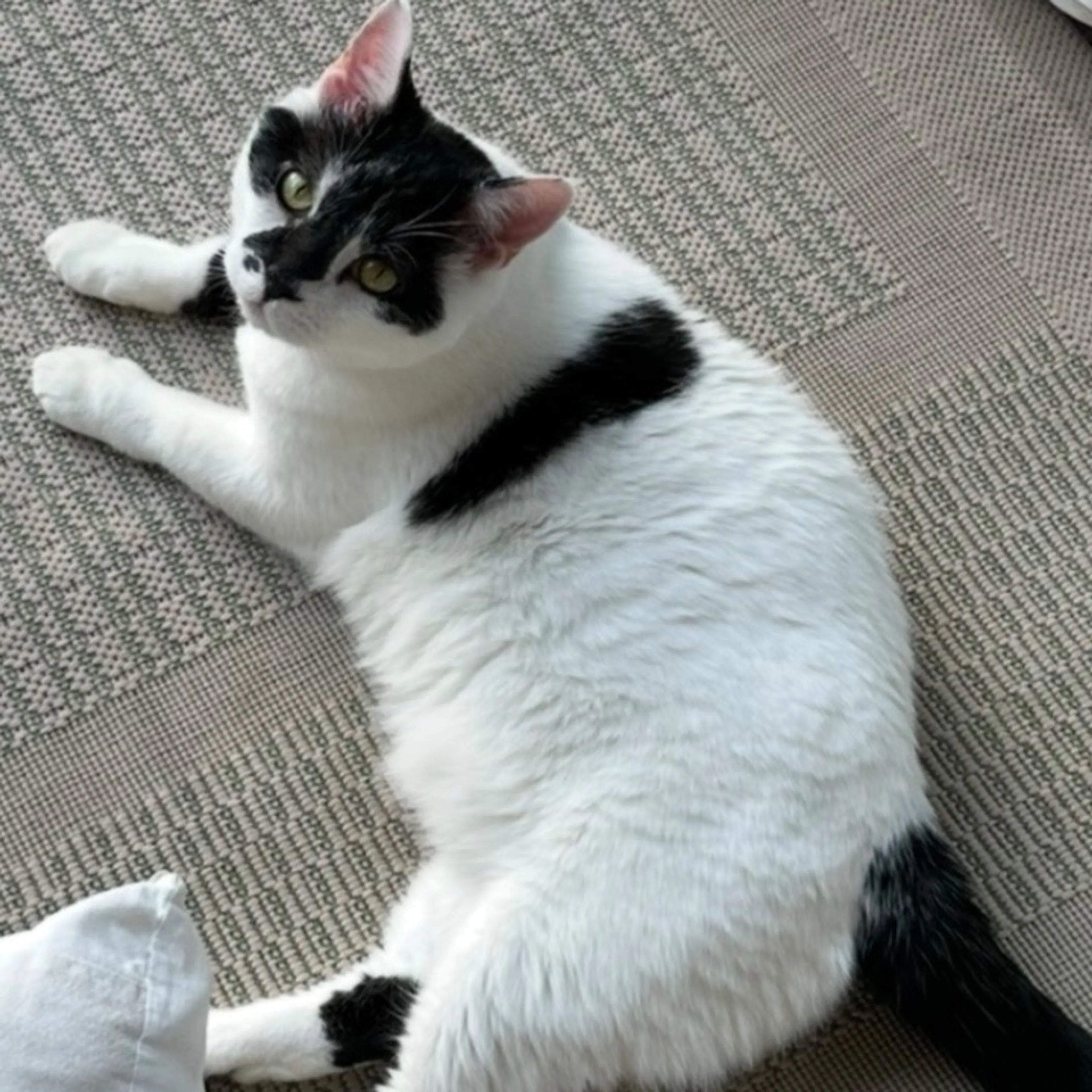 Lost pet