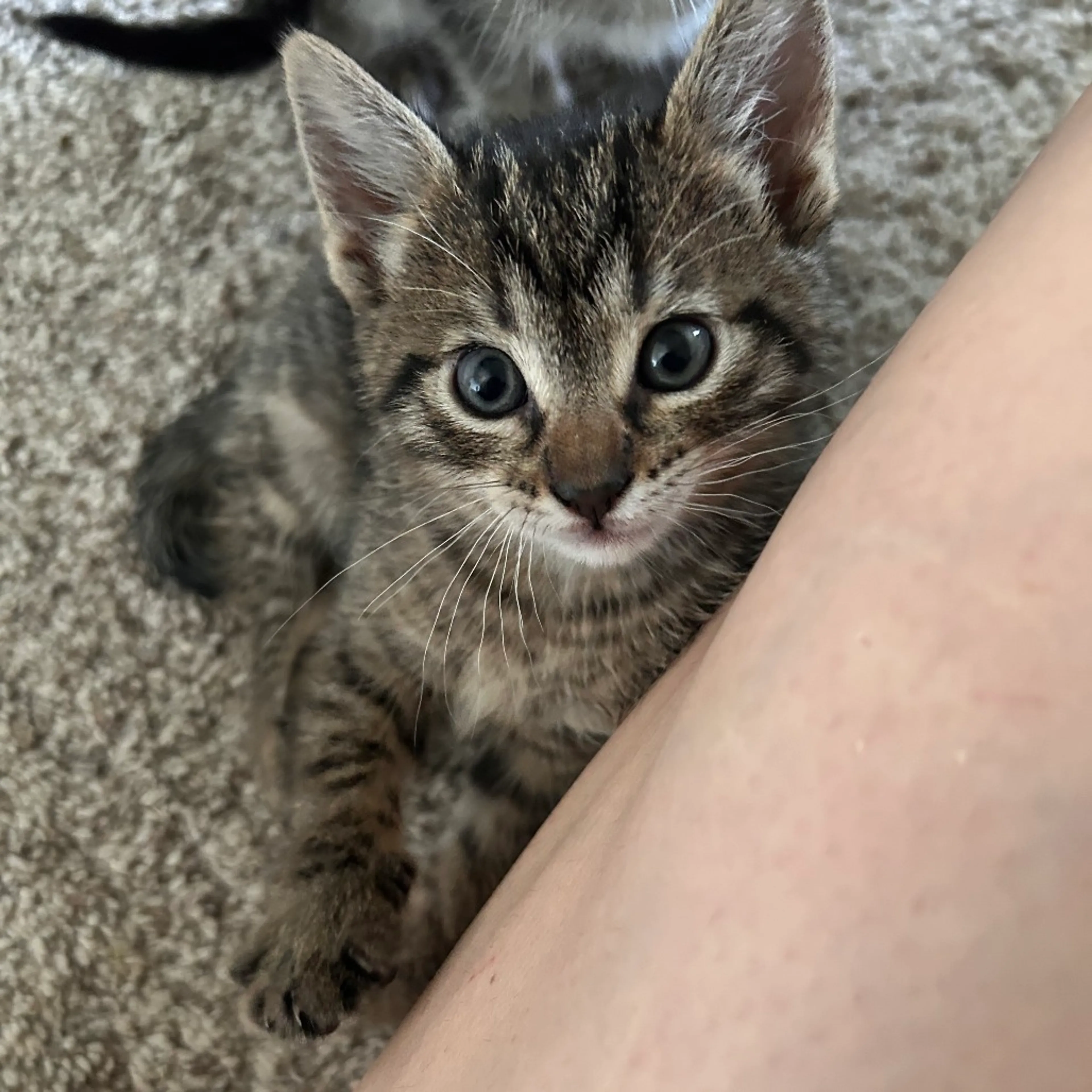 Found pet-3