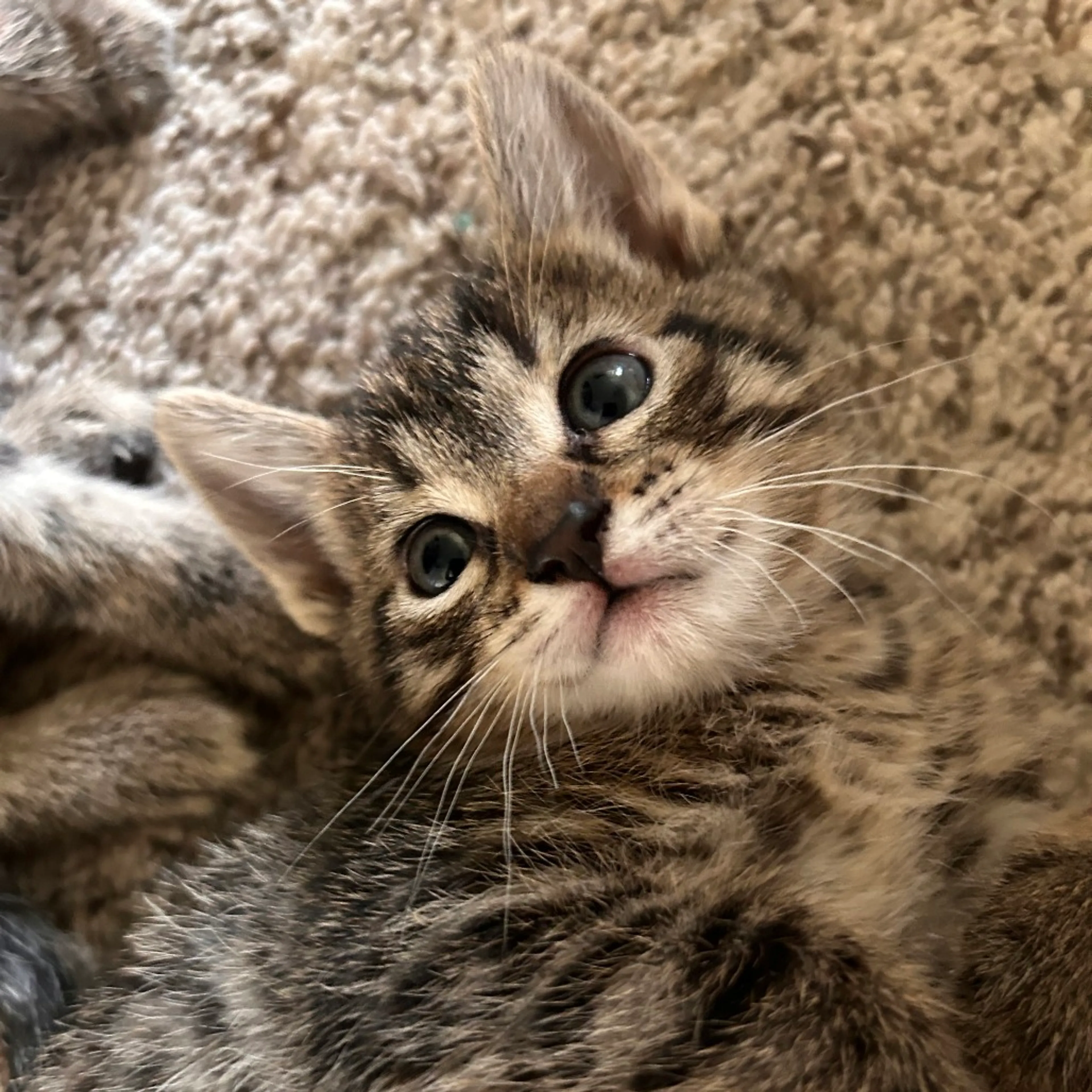 Found pet-1