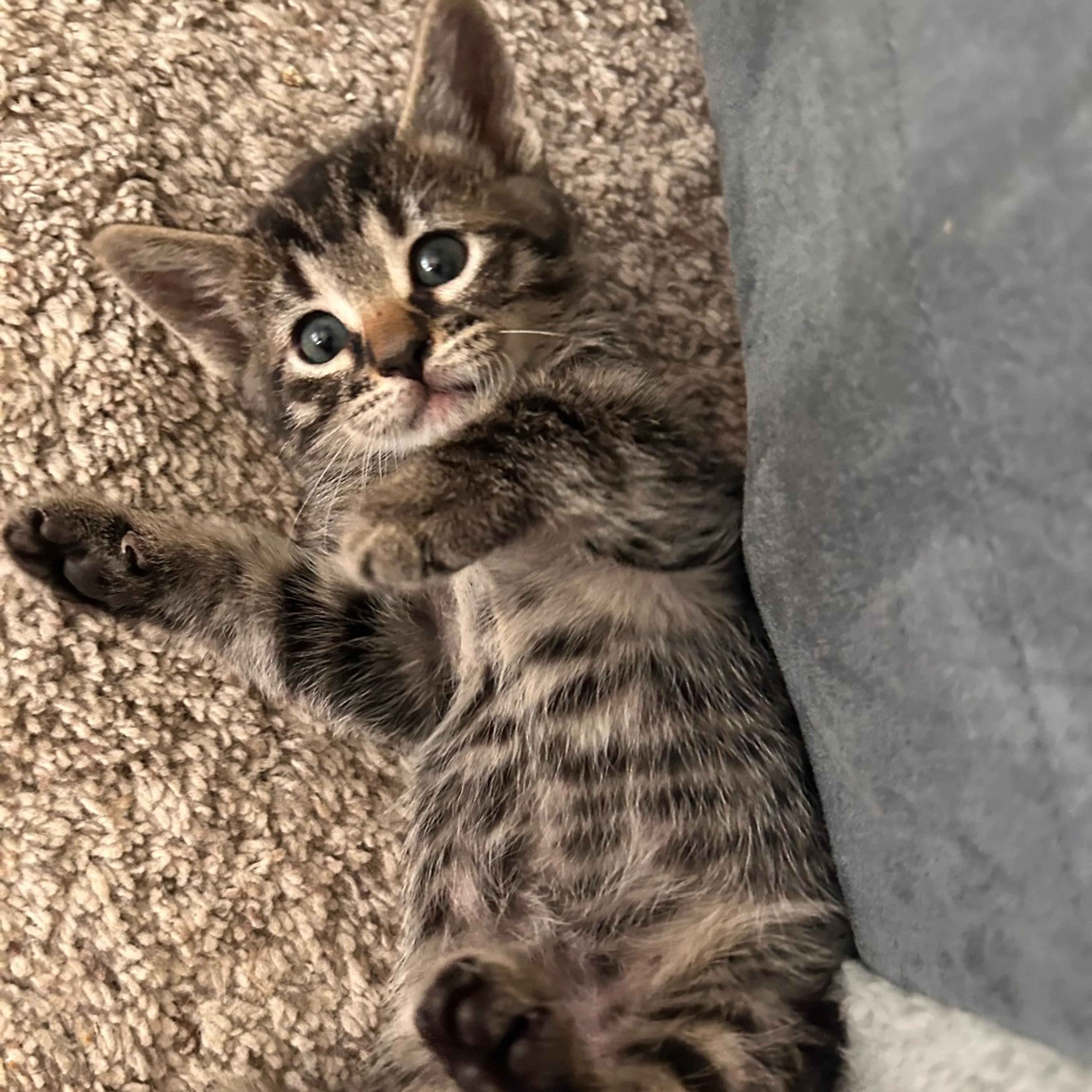 Found pet-0