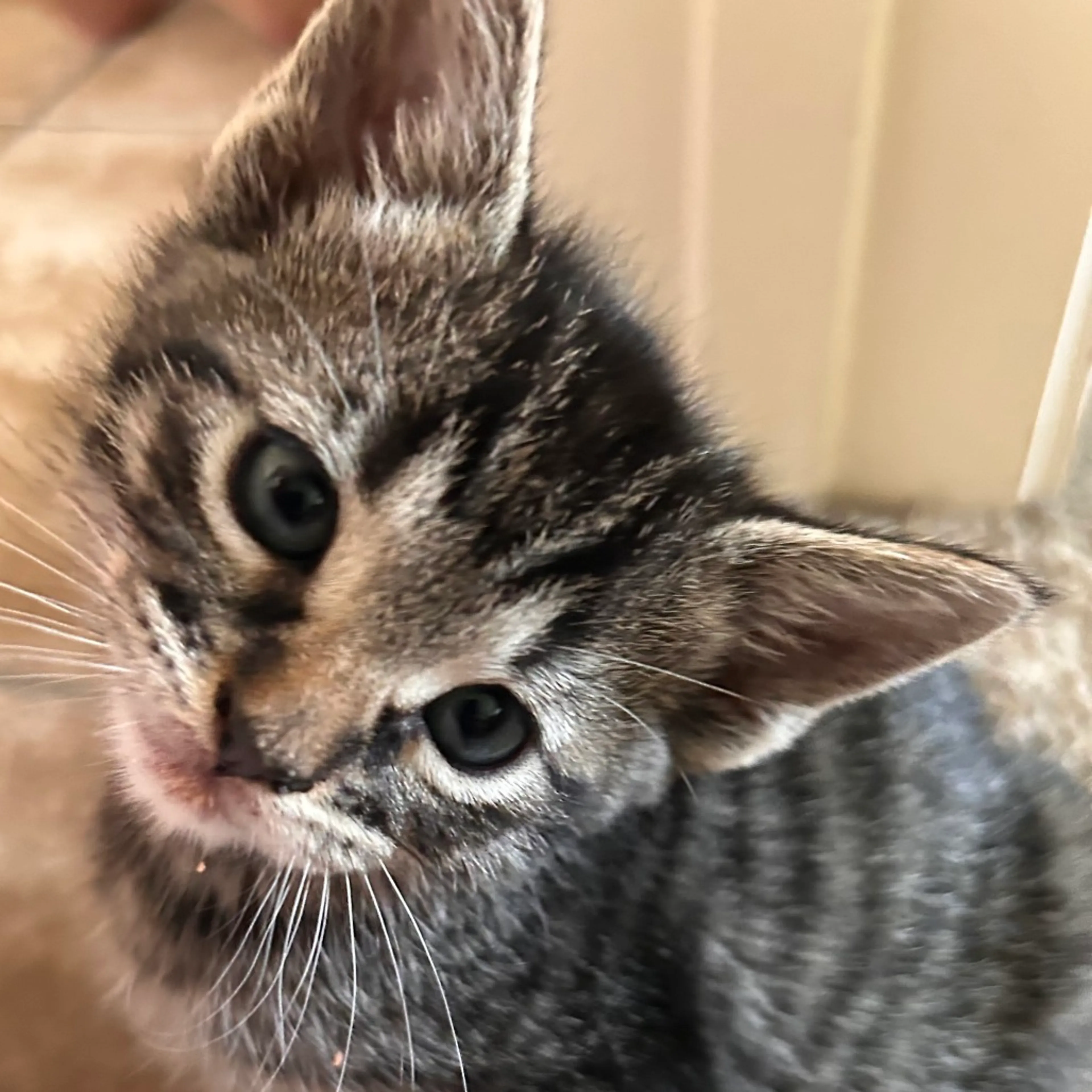 Found pet-3