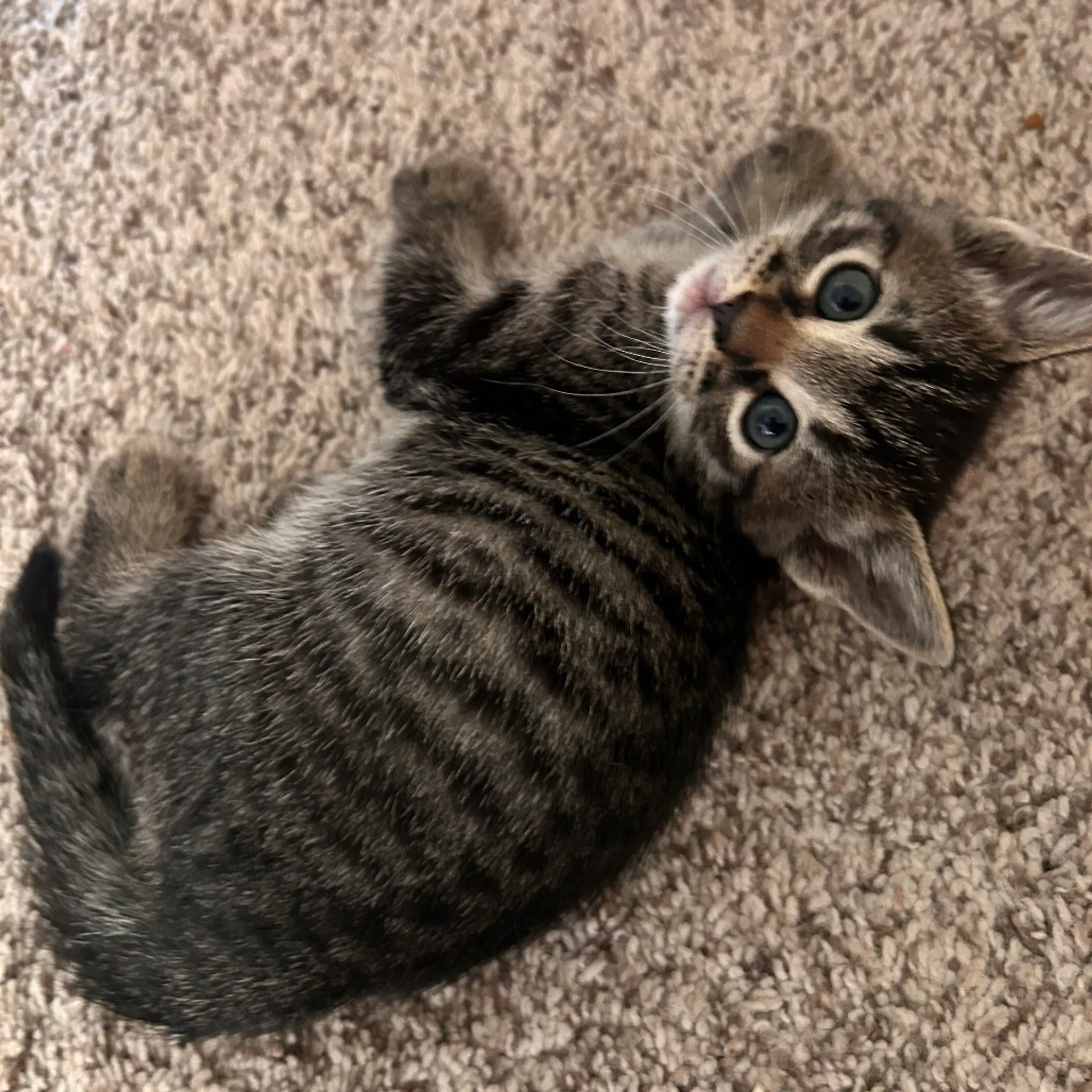Found pet-2