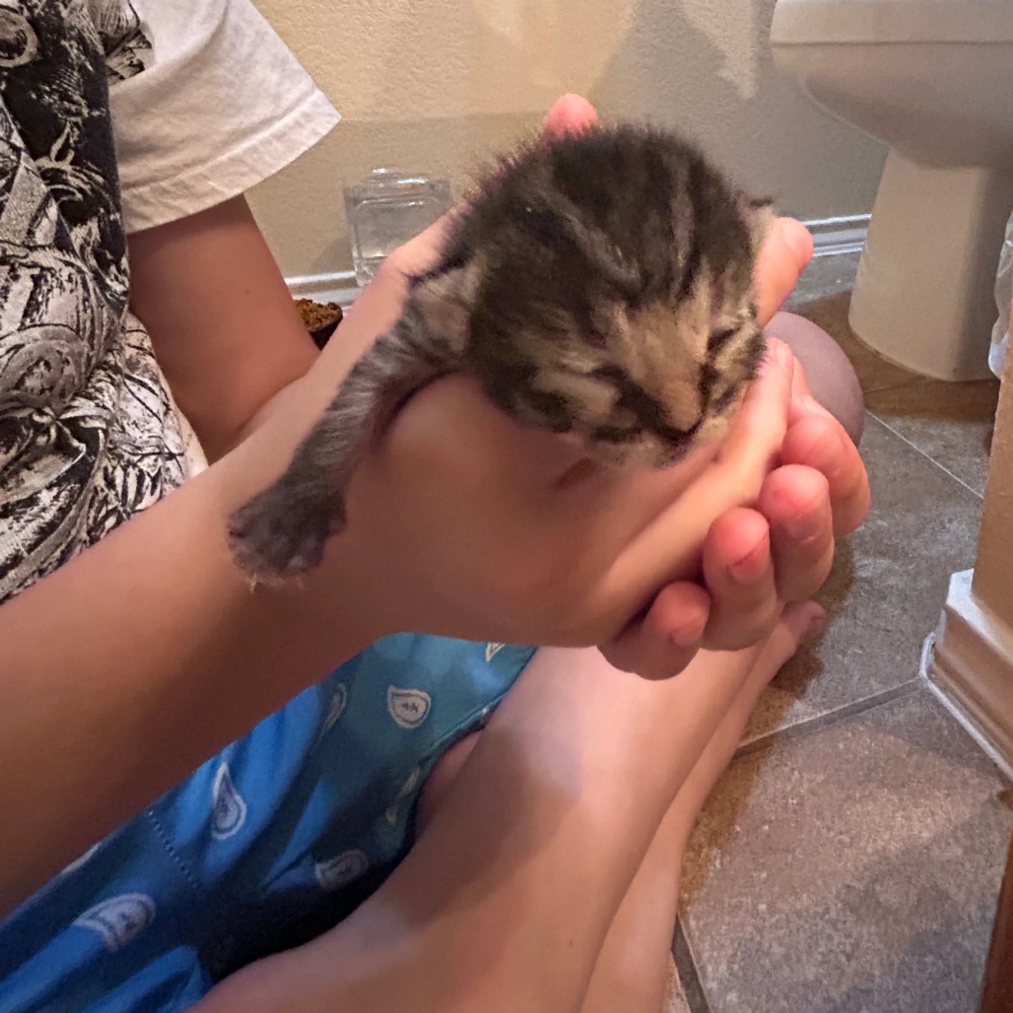 Found pet-1