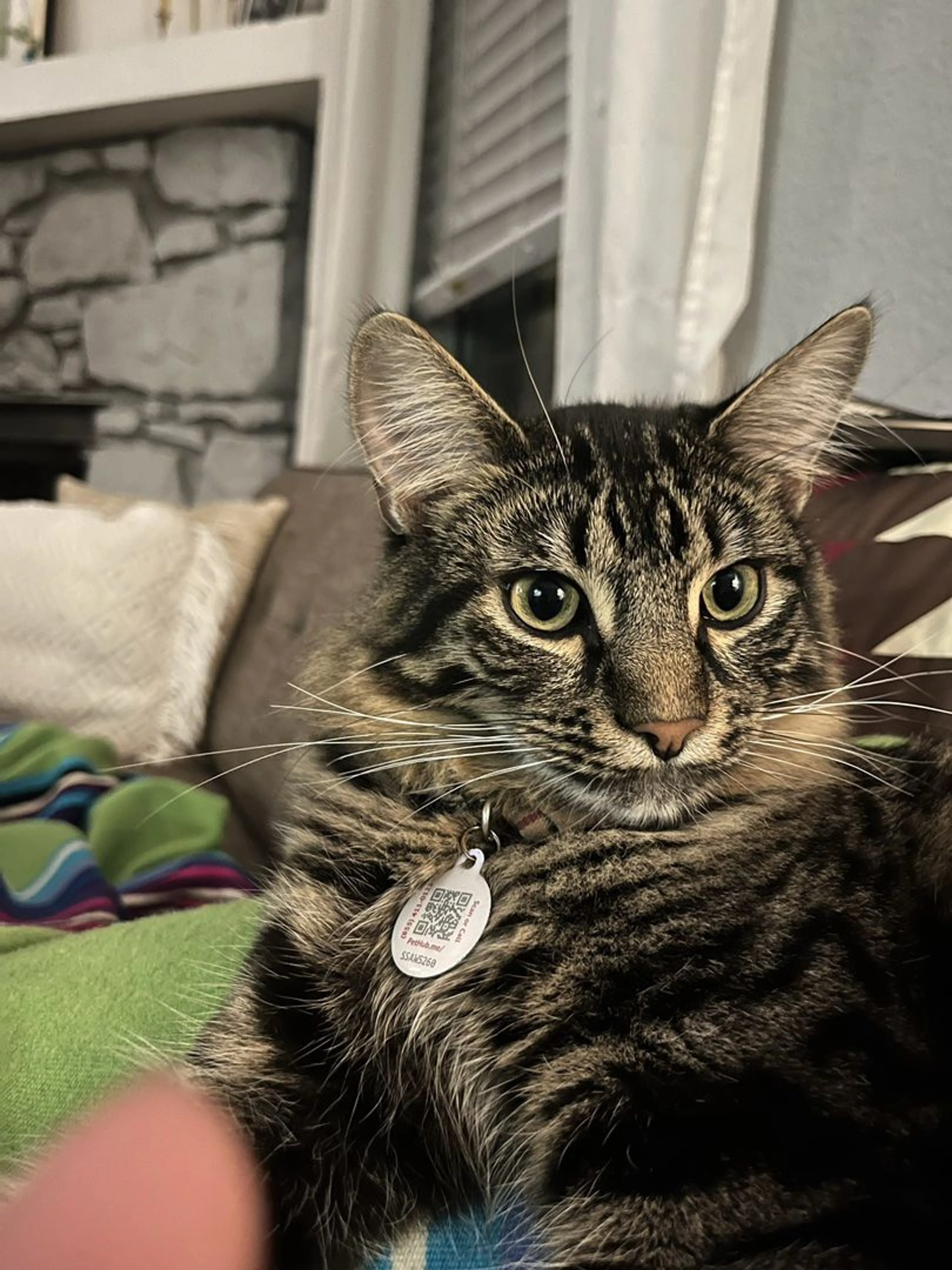 Lost pet-1