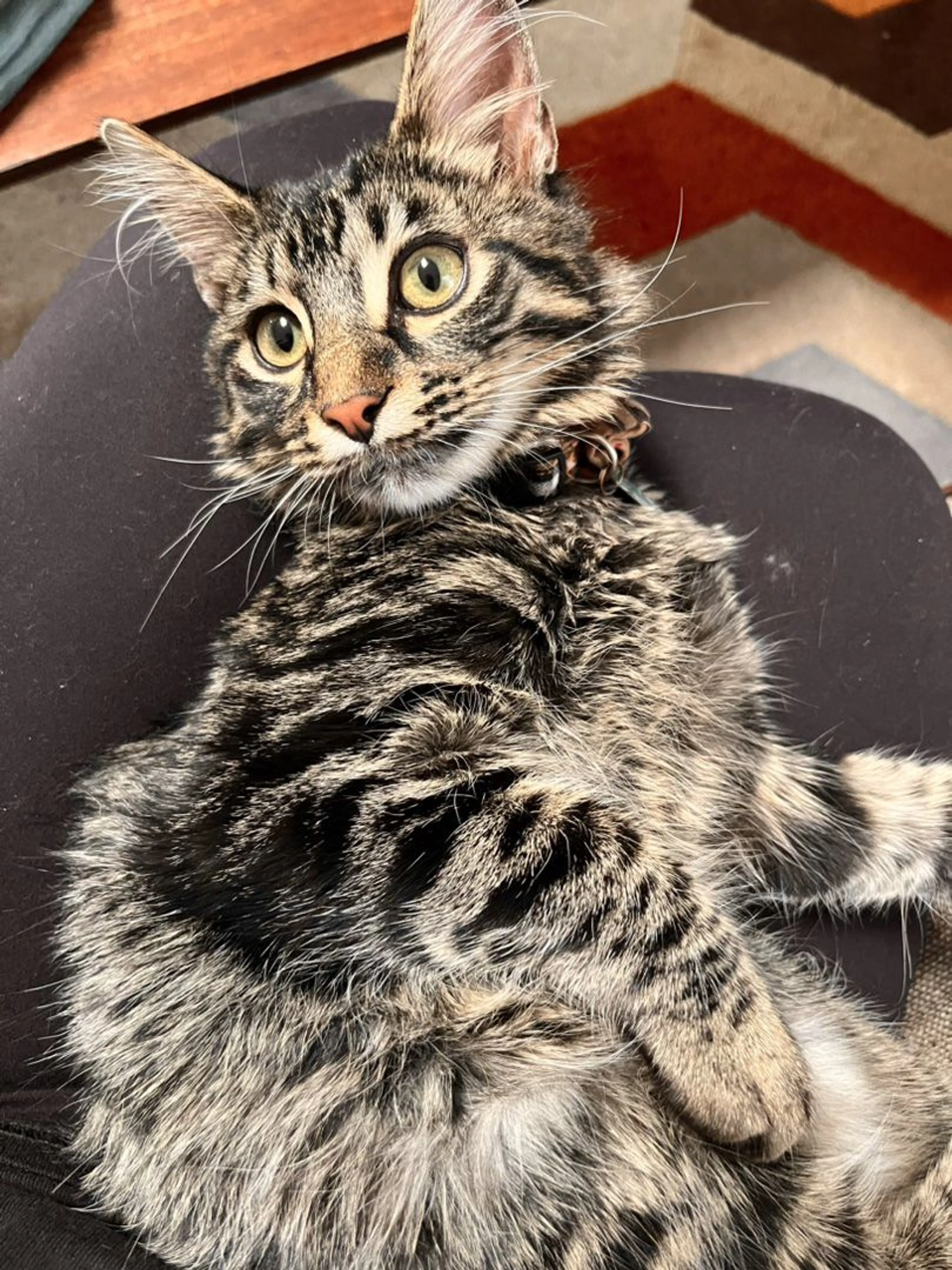 Lost pet-2