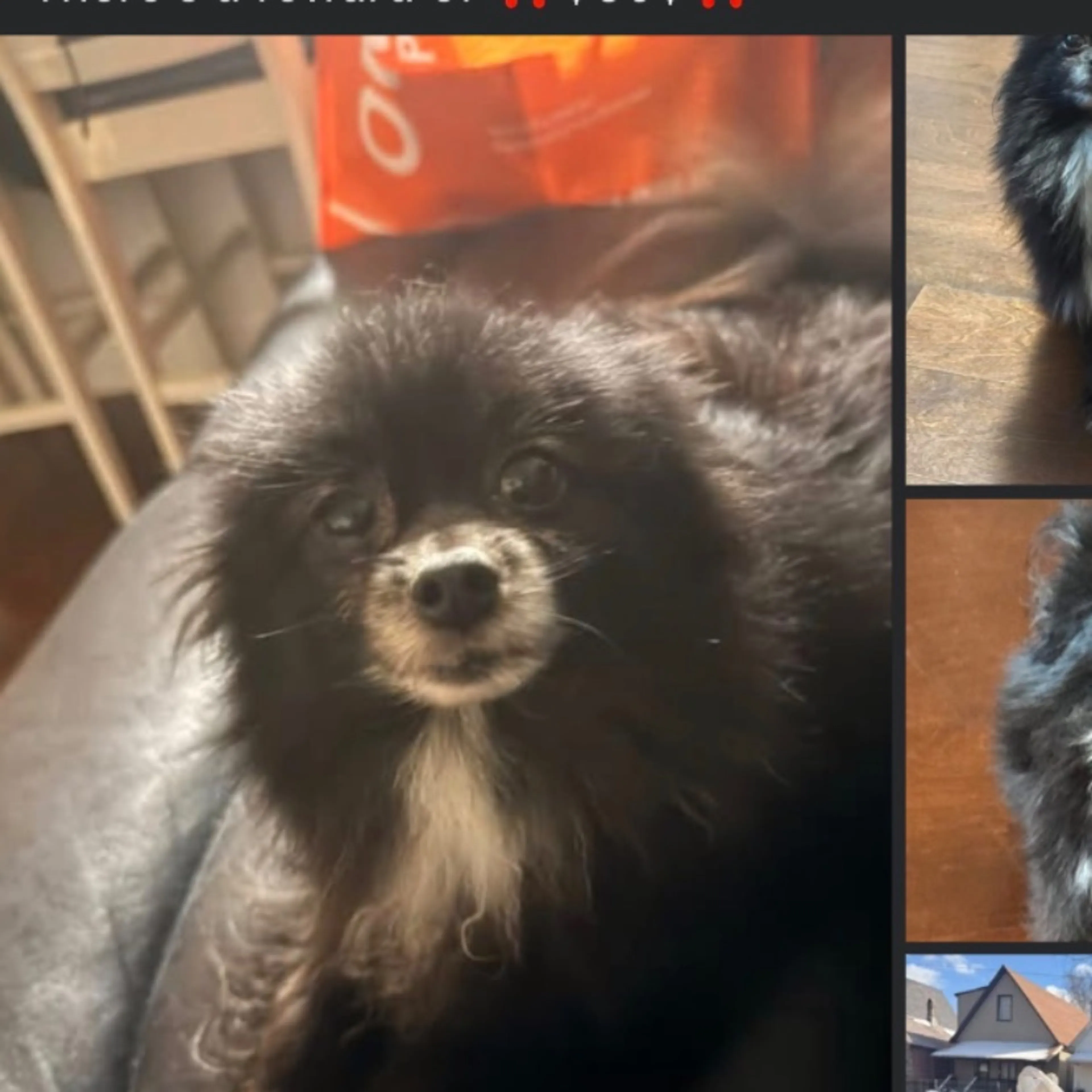 Lost pet