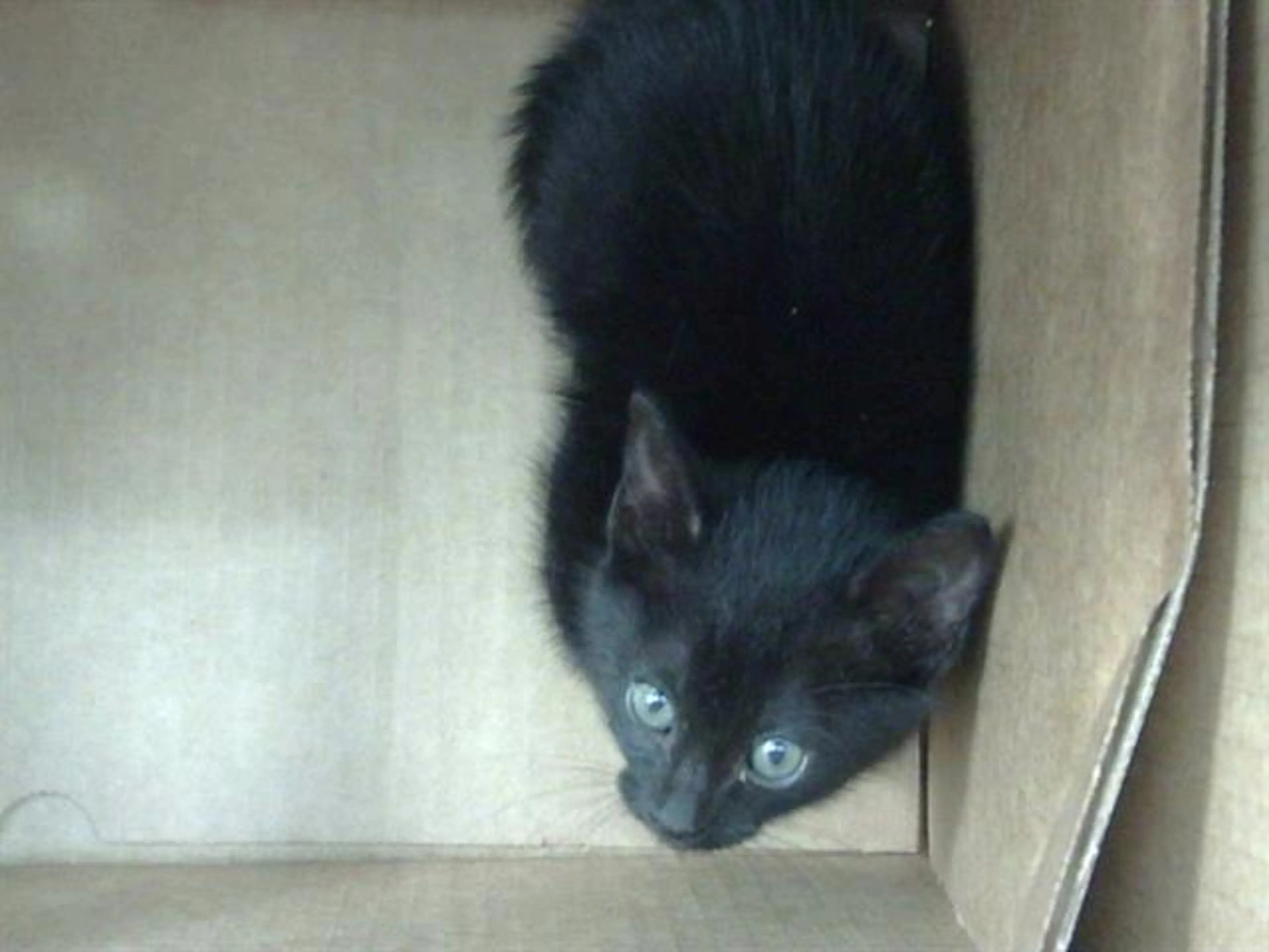 Found pet