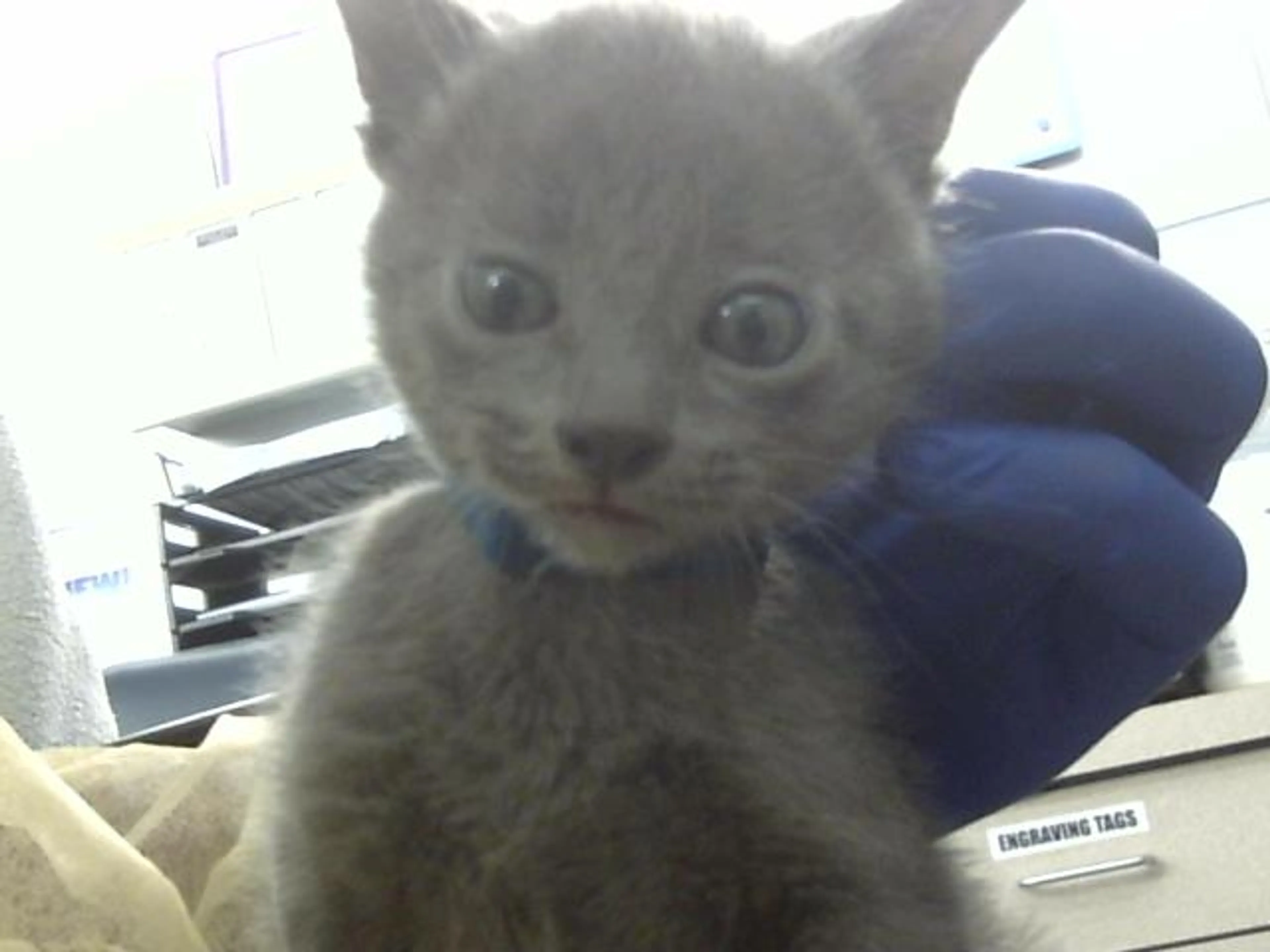 Found pet