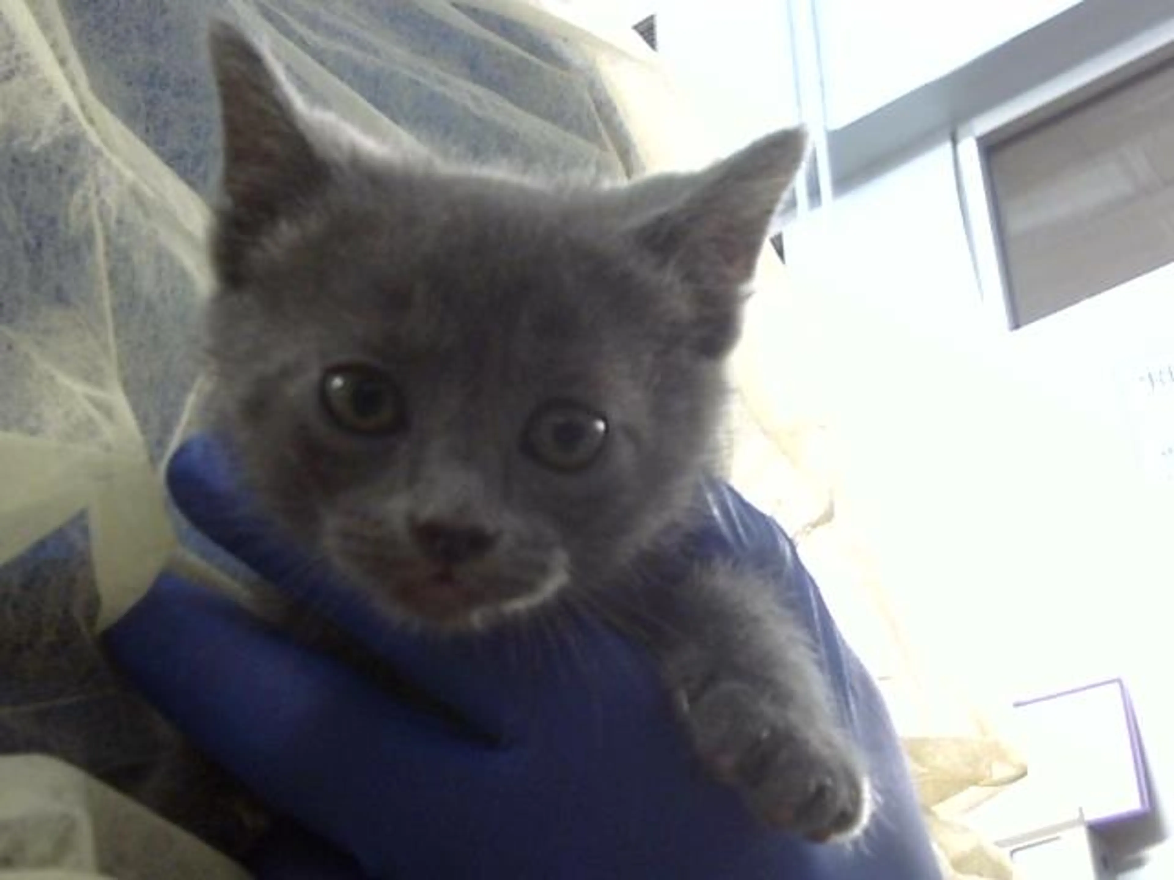 Found pet