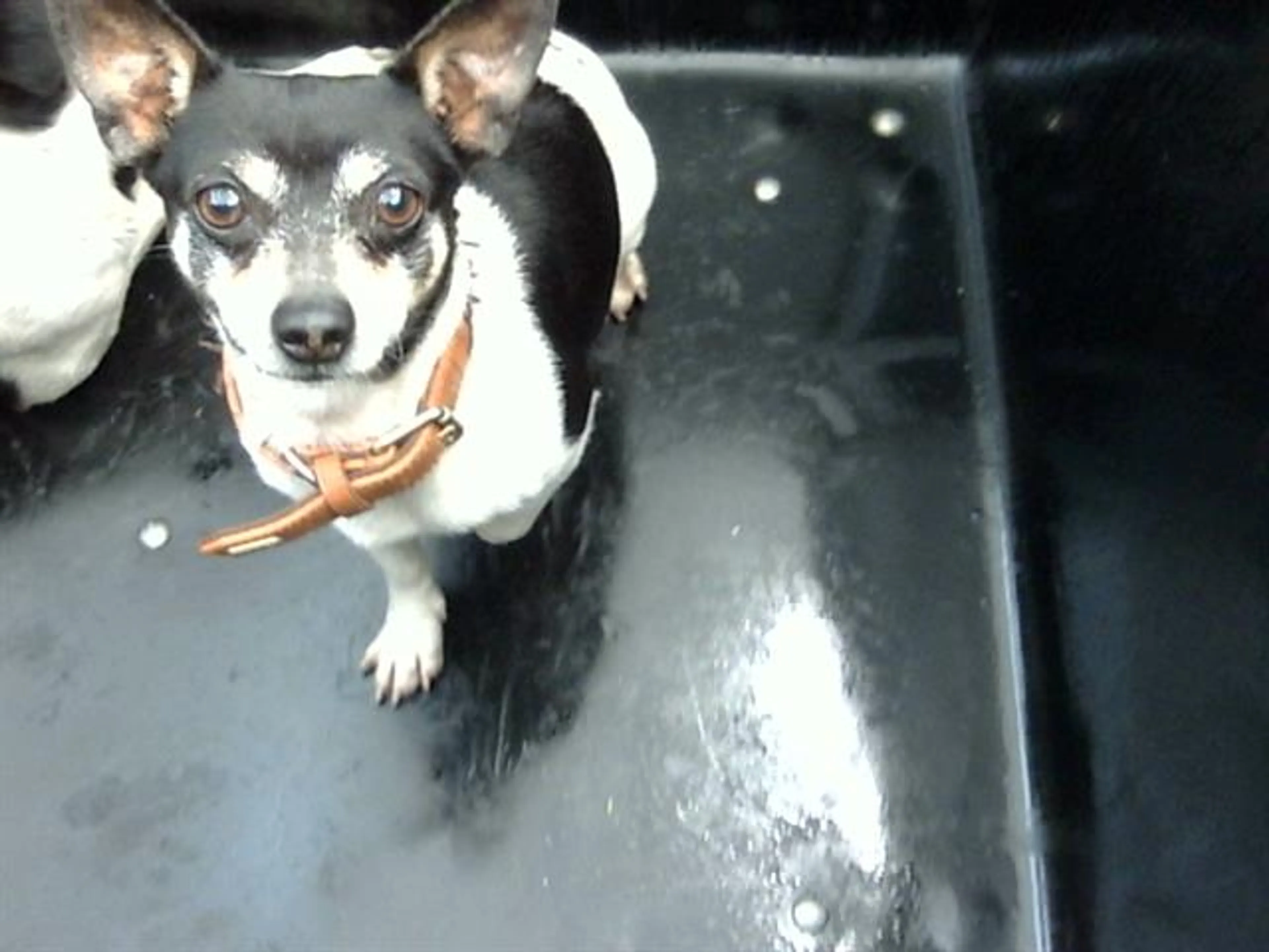 Found pet