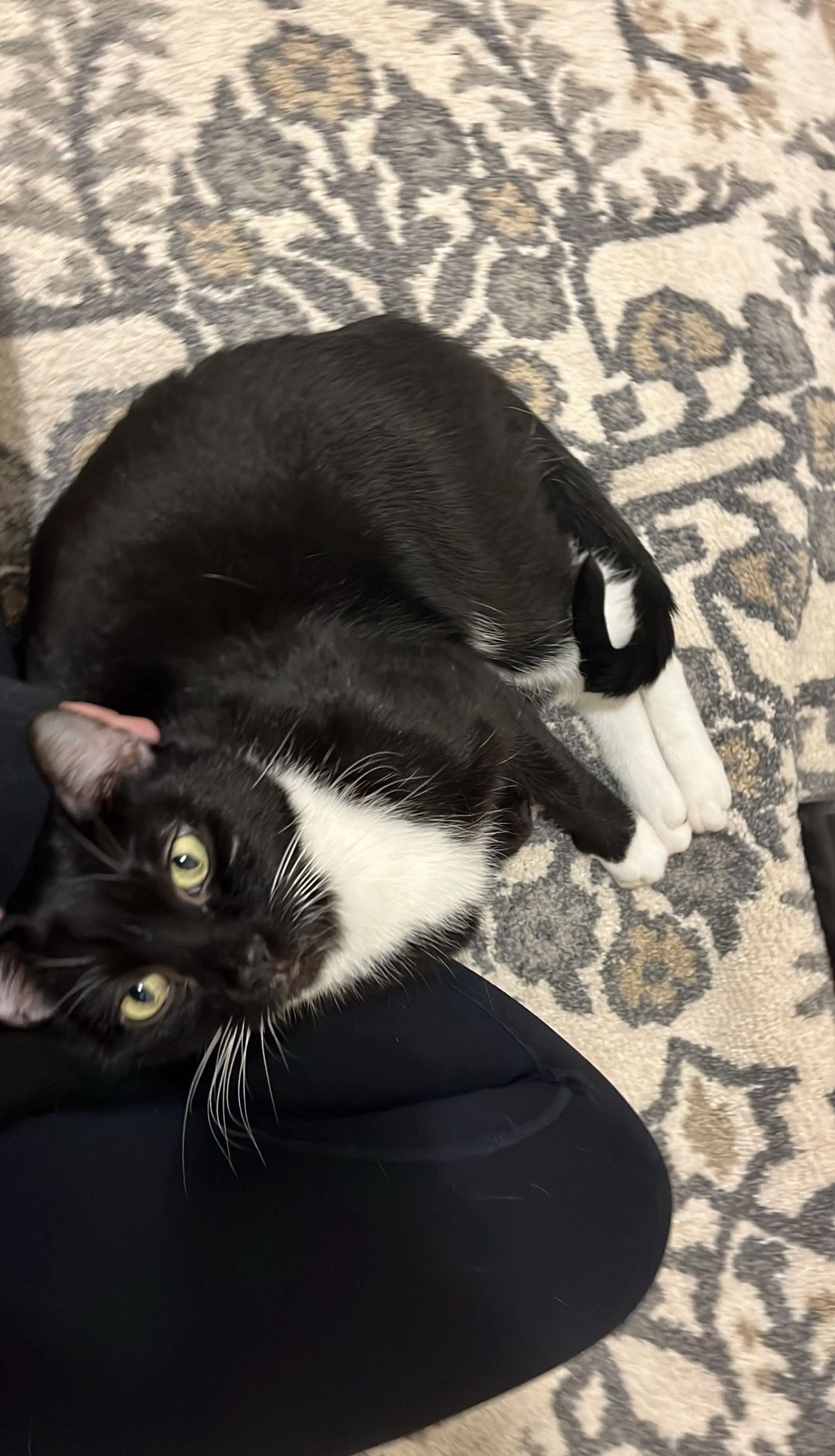 Lost pet-1
