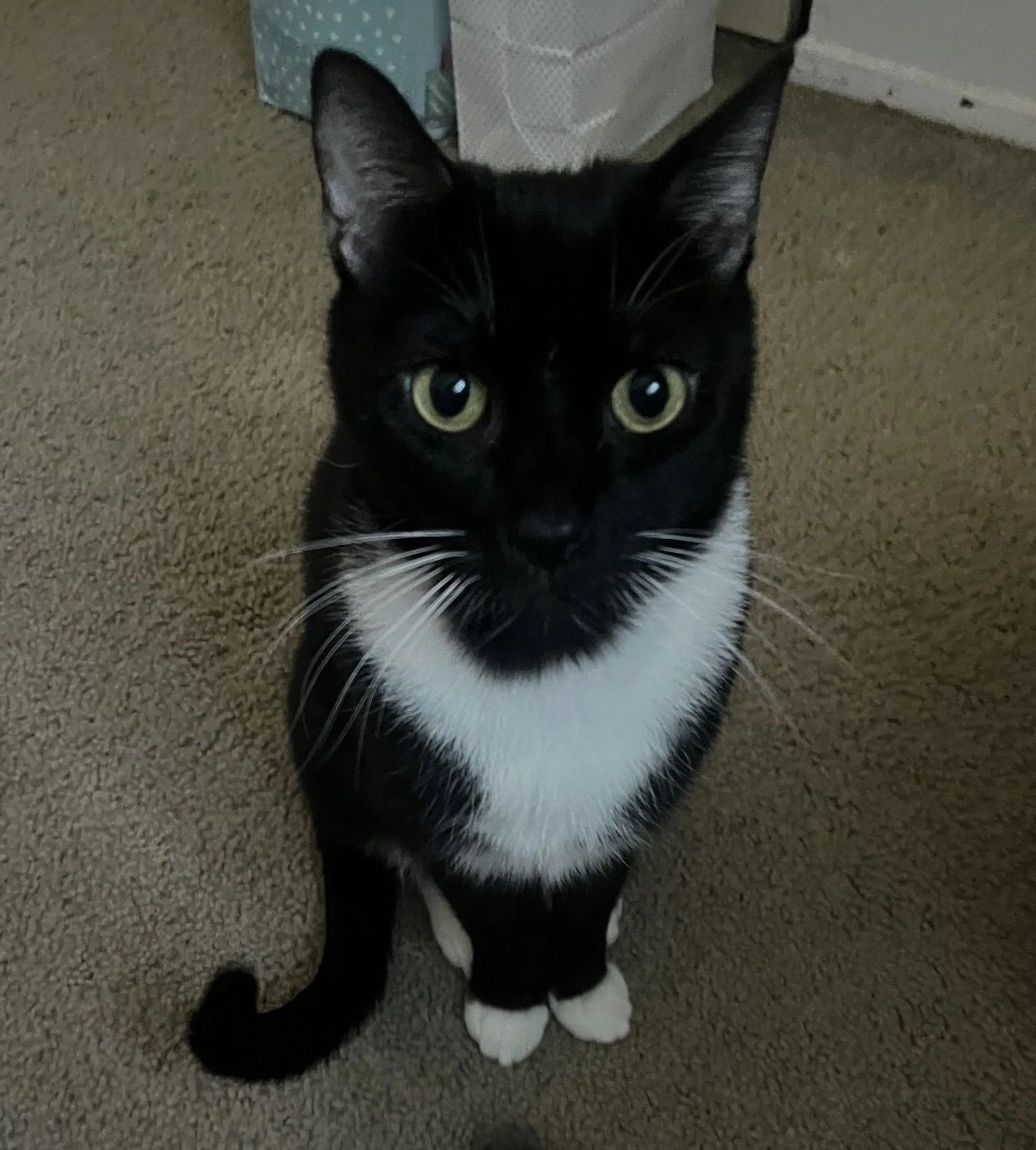 Lost pet-2