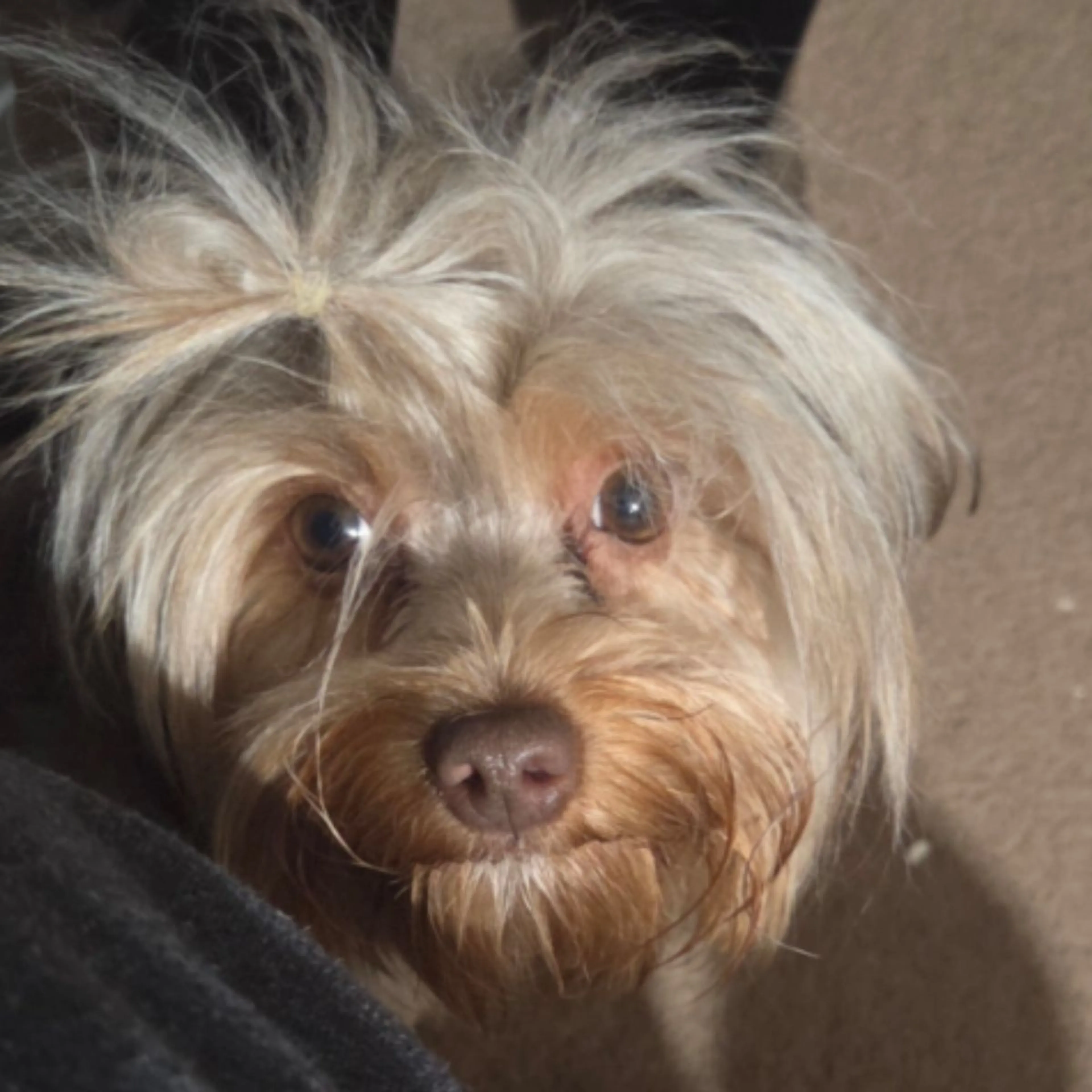 Lost pet