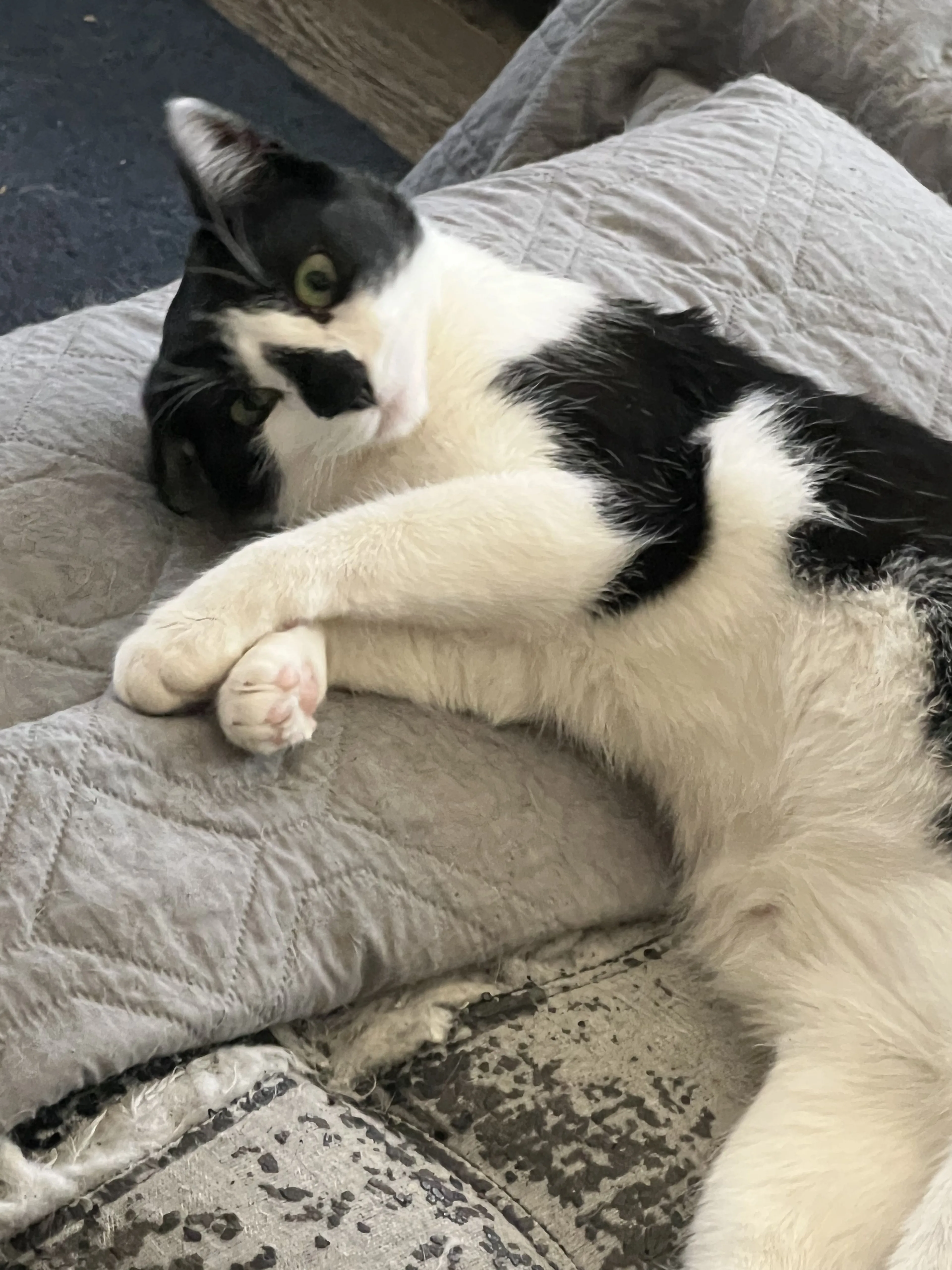 Lost pet-2
