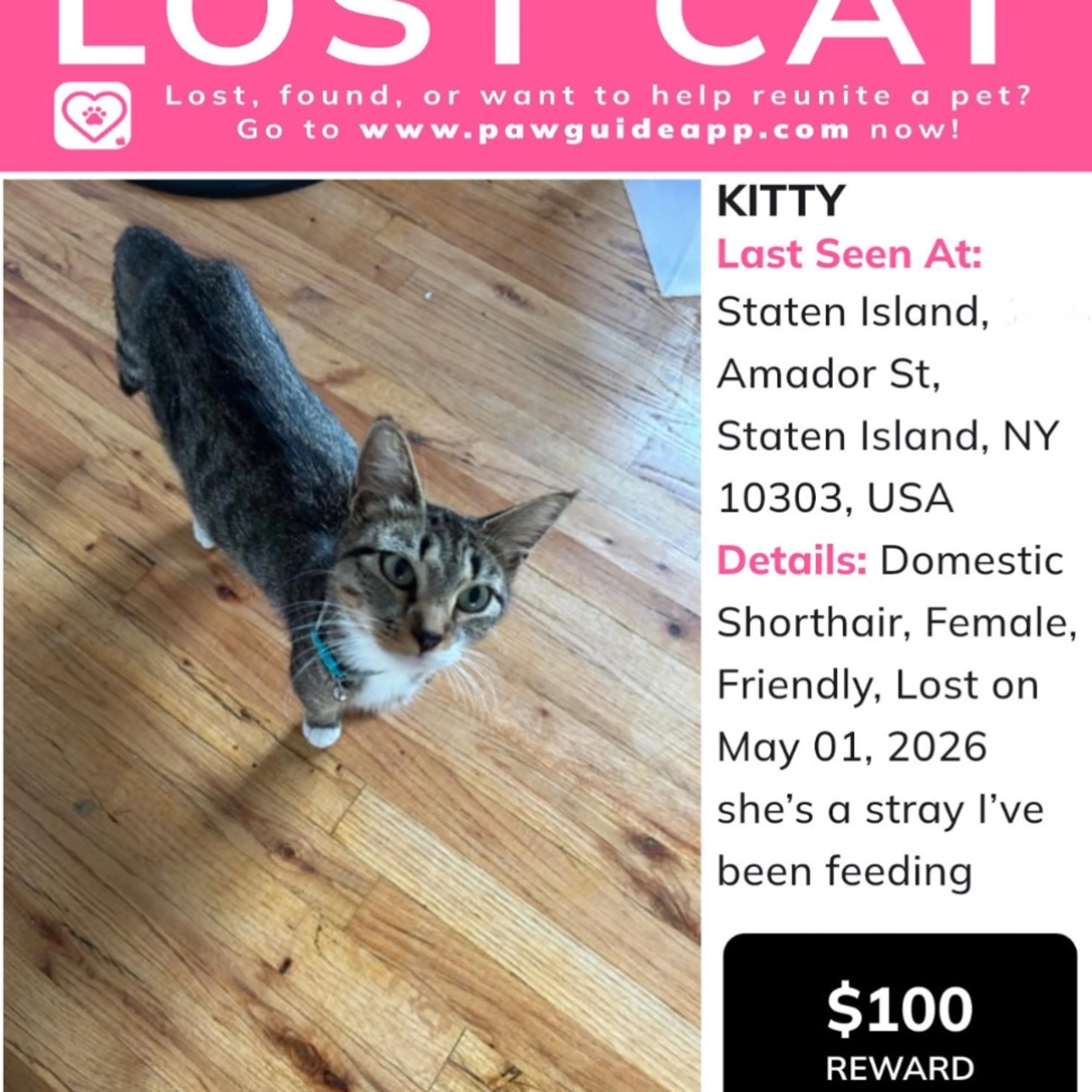 Lost pet