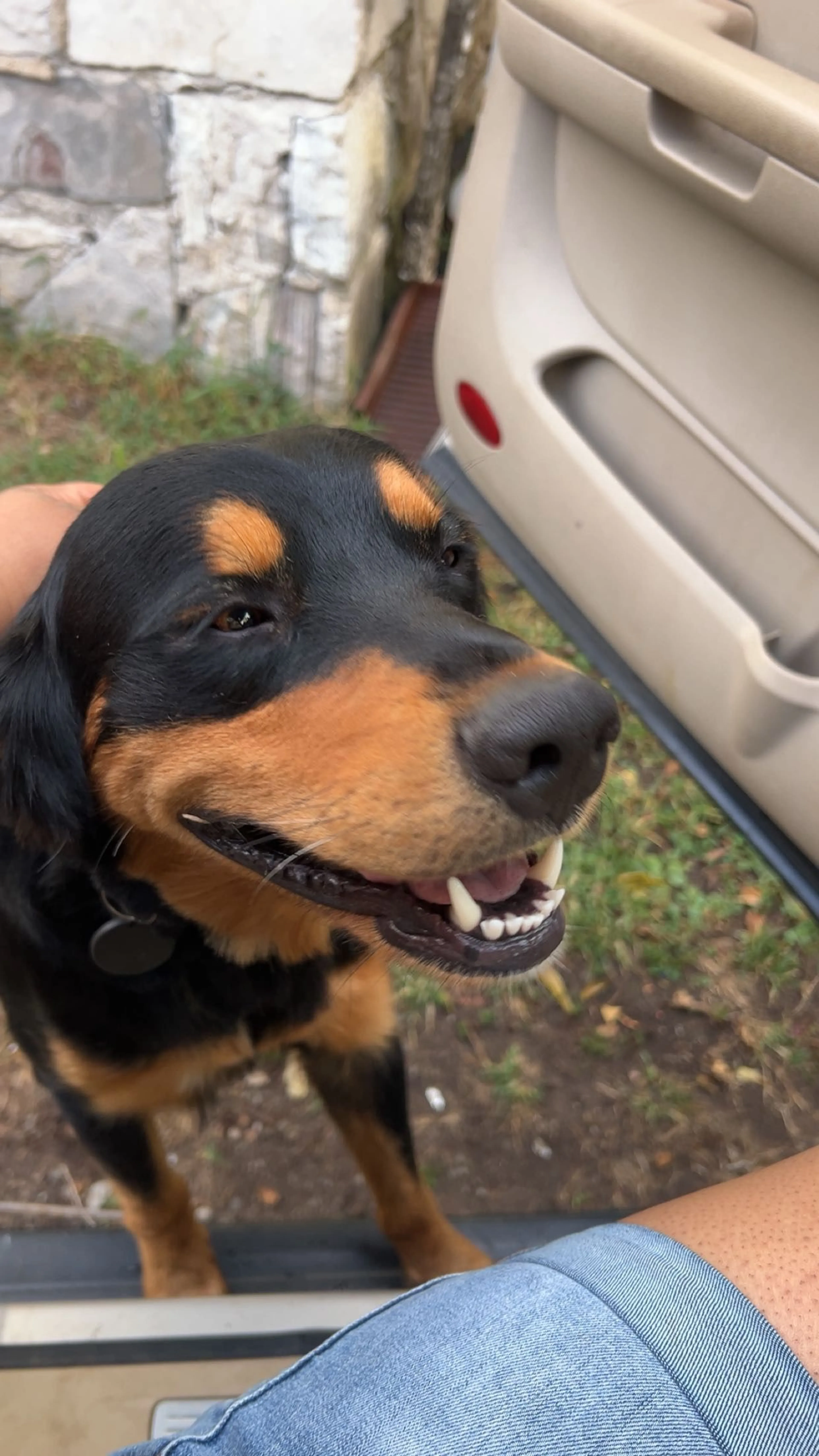 Lost pet-0