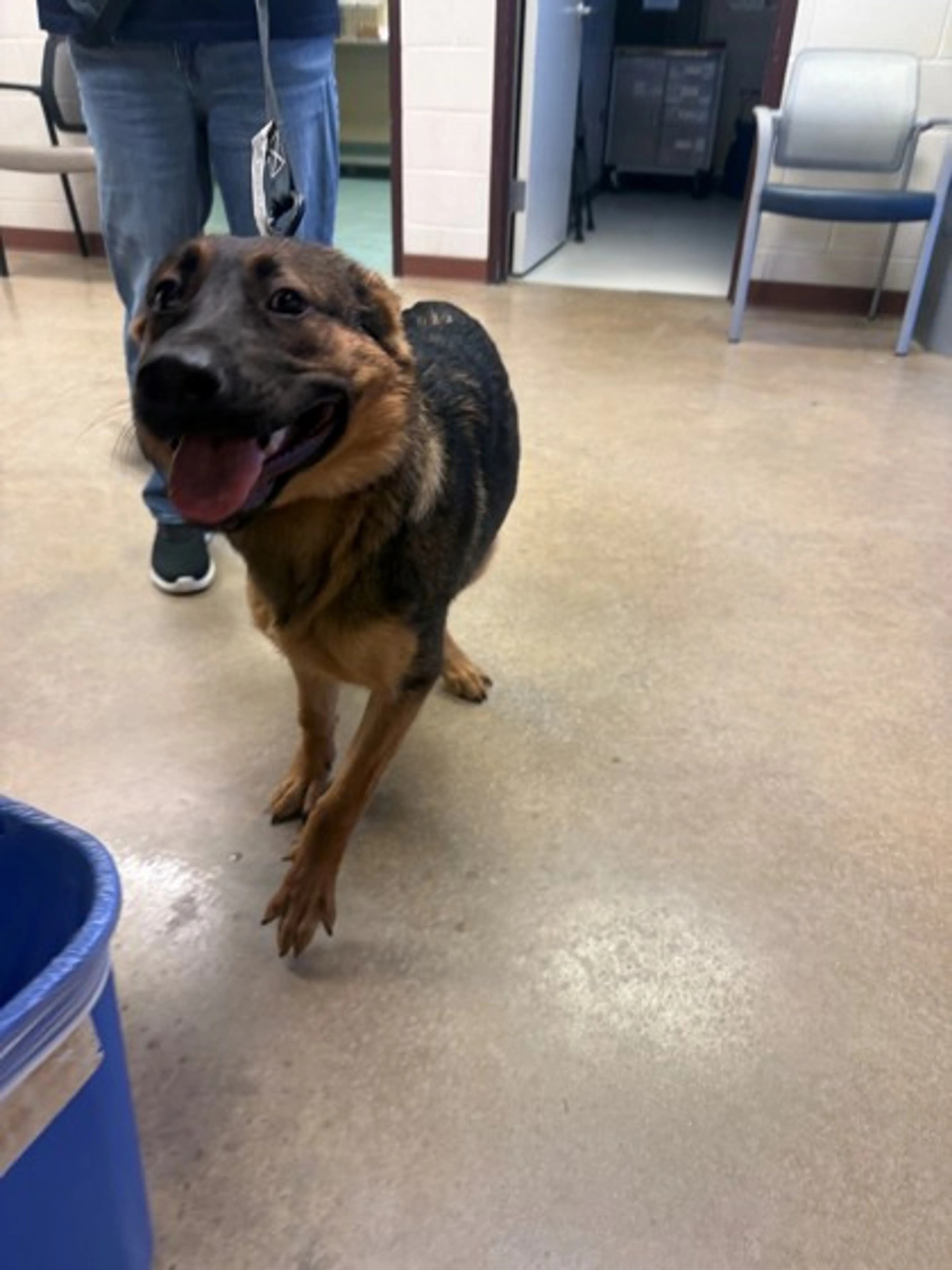 Found pet