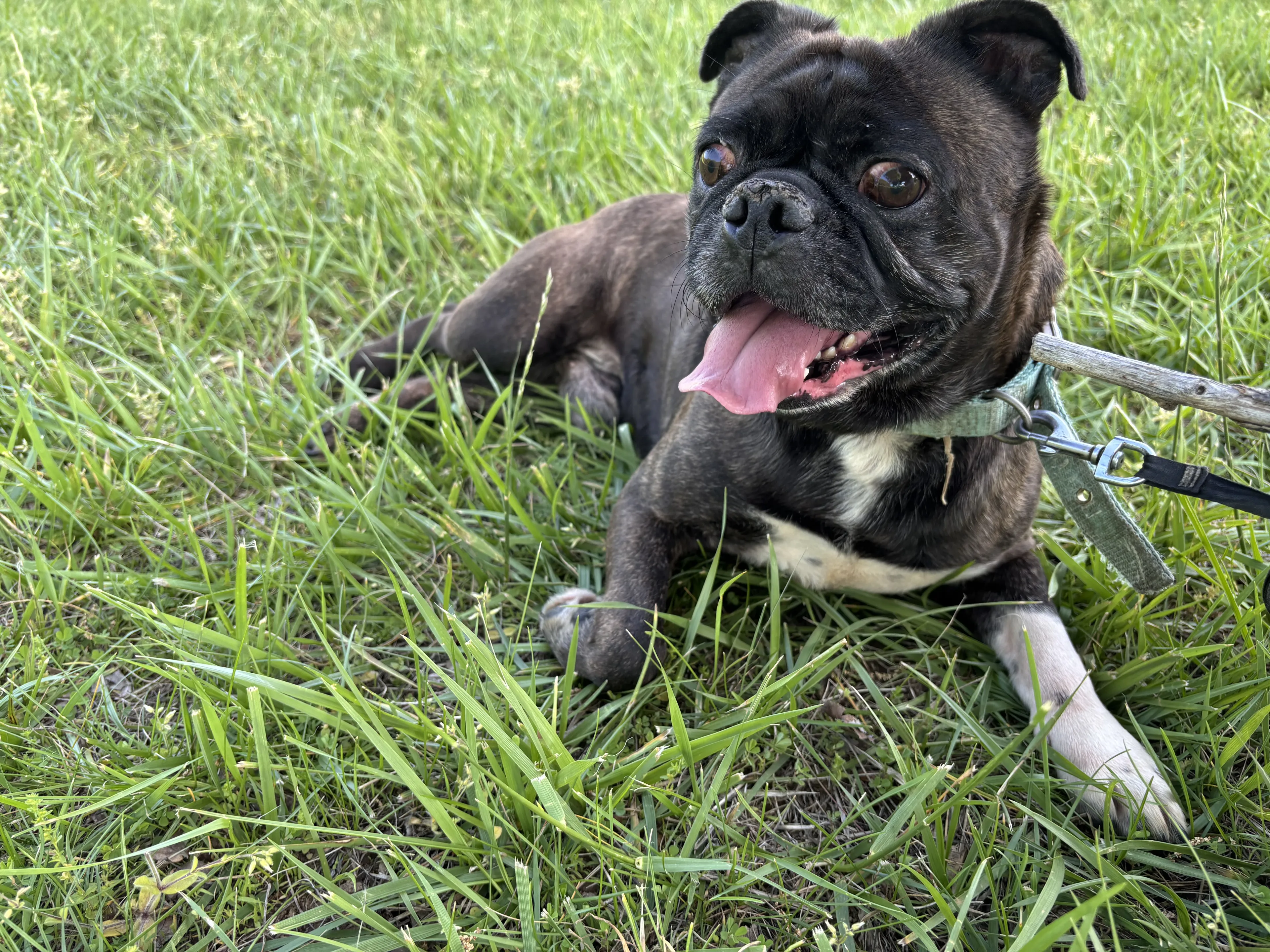 Lost pet